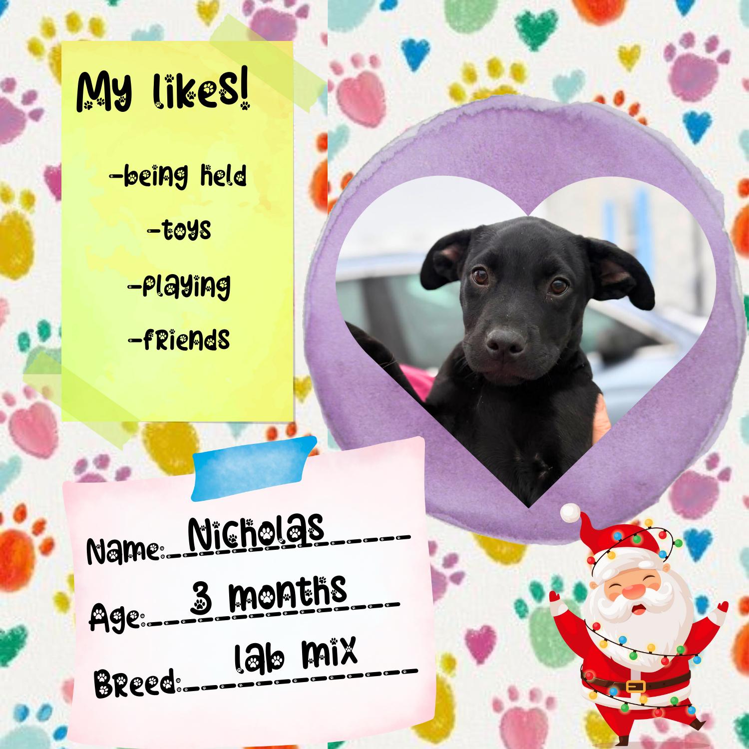 Nicholas, a ADOPTABLE mixed breed in Bardstown, KY image 2/5