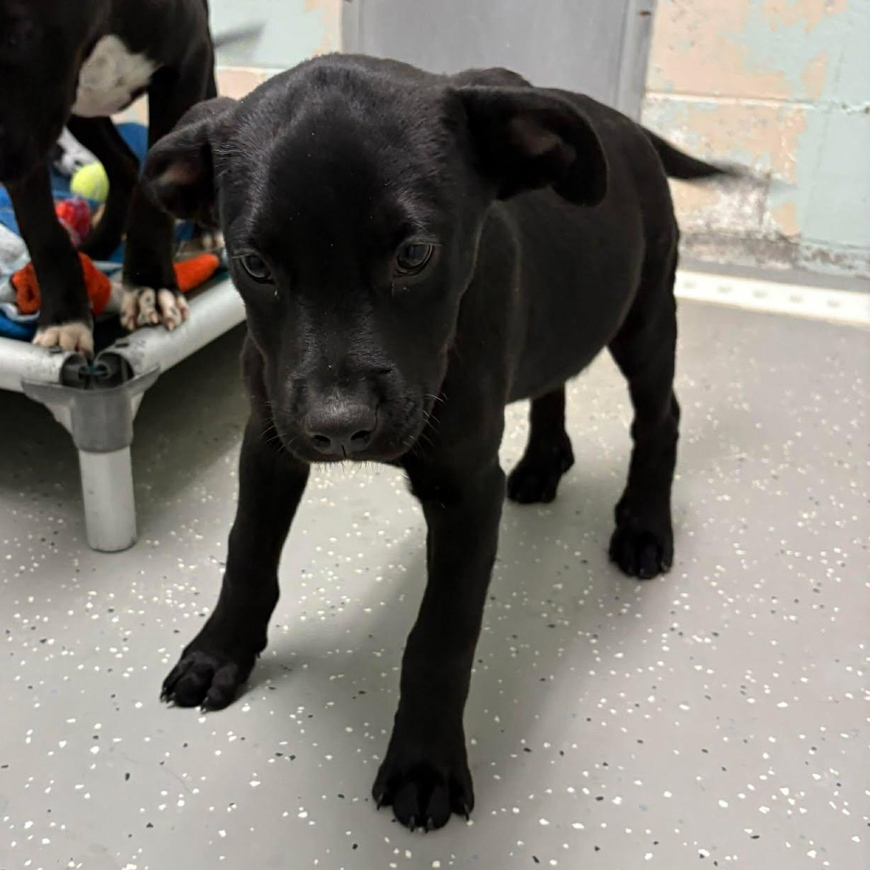 Nicholas, a ADOPTABLE mixed breed in Bardstown, KY image 3/5