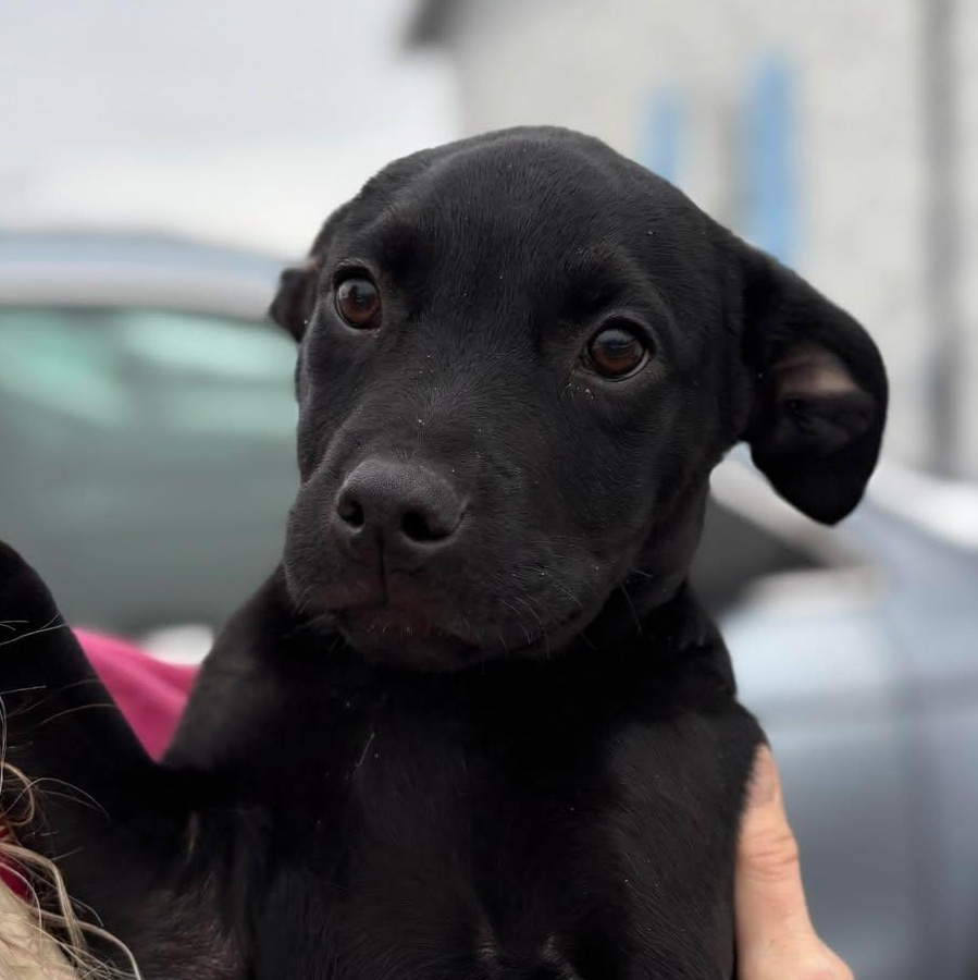 Nicholas, a ADOPTABLE mixed breed in Bardstown, KY image 4/5