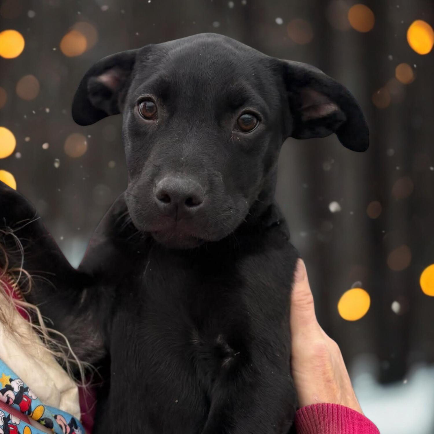 Nicholas, a ADOPTABLE mixed breed in Bardstown, KY image 5/5
