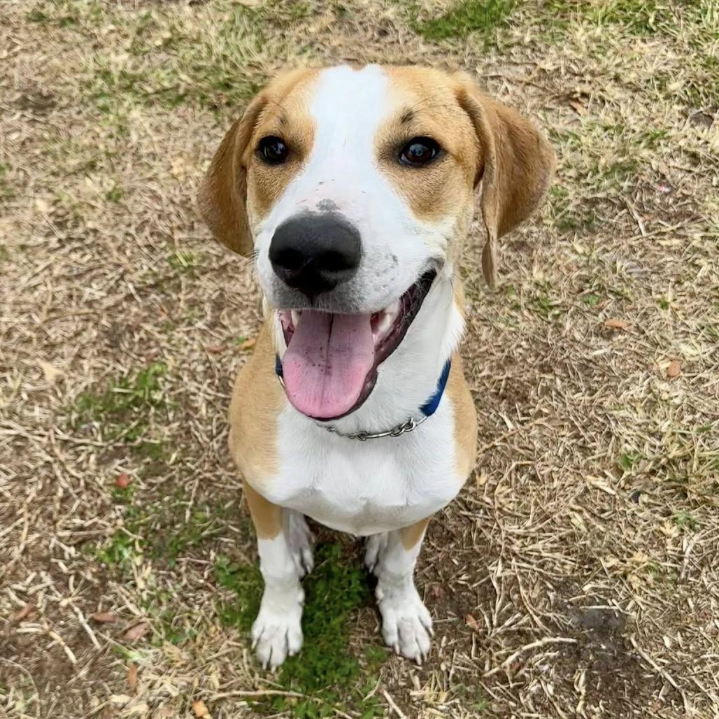McNugget, Adoptable, Young Male Pointer & Hound.