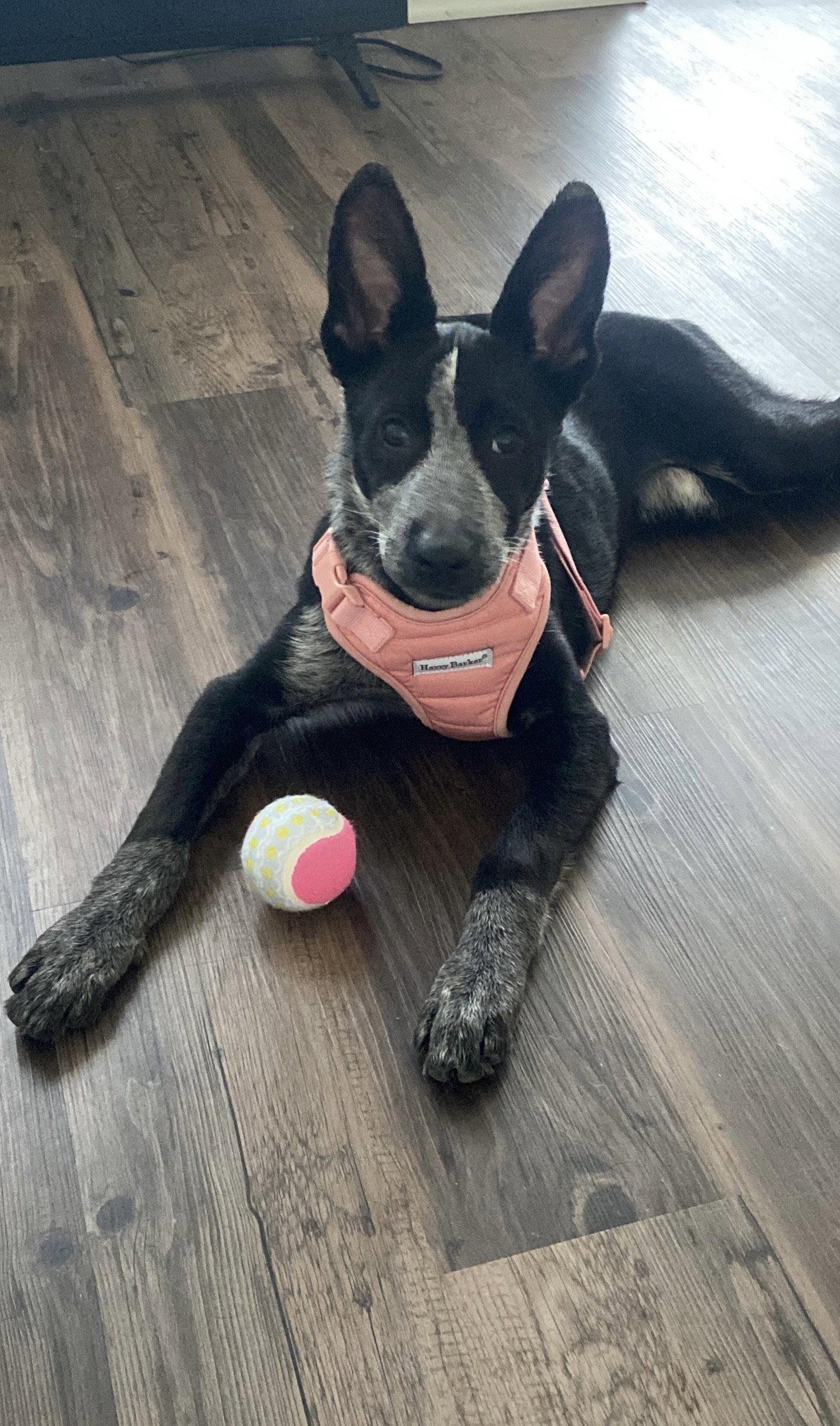 Windsor, Adopted, Young Female Cattle Dog.