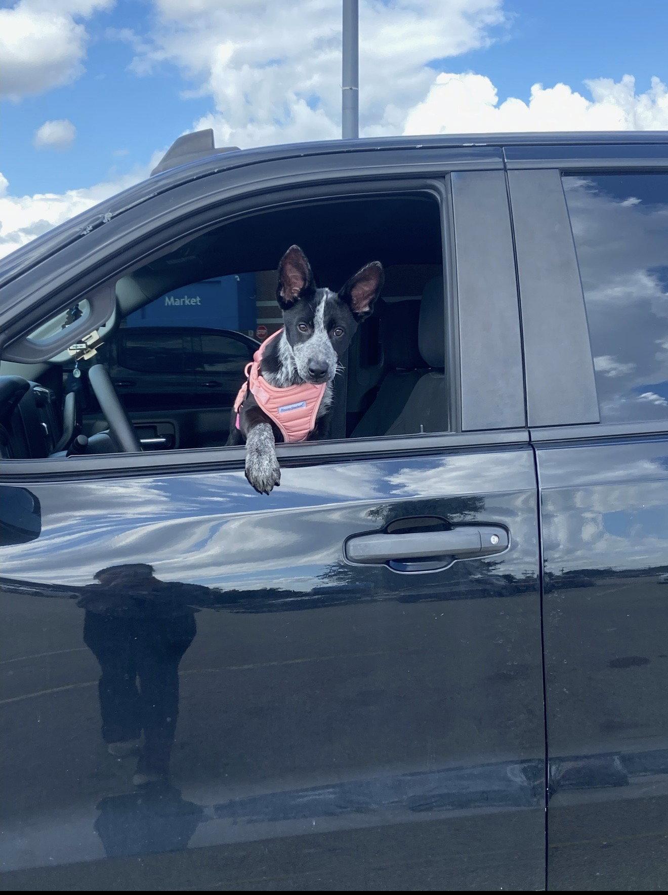 Windsor, a Adopted Cattle Dog in Euless, TX image 2/3