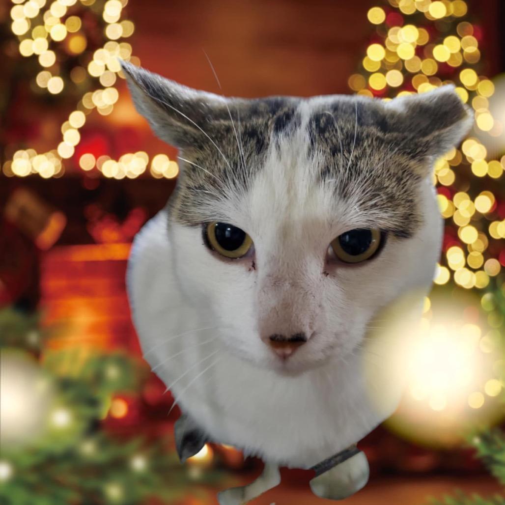 Marlowe, Adoptable, Adult Female Domestic Short Hair.