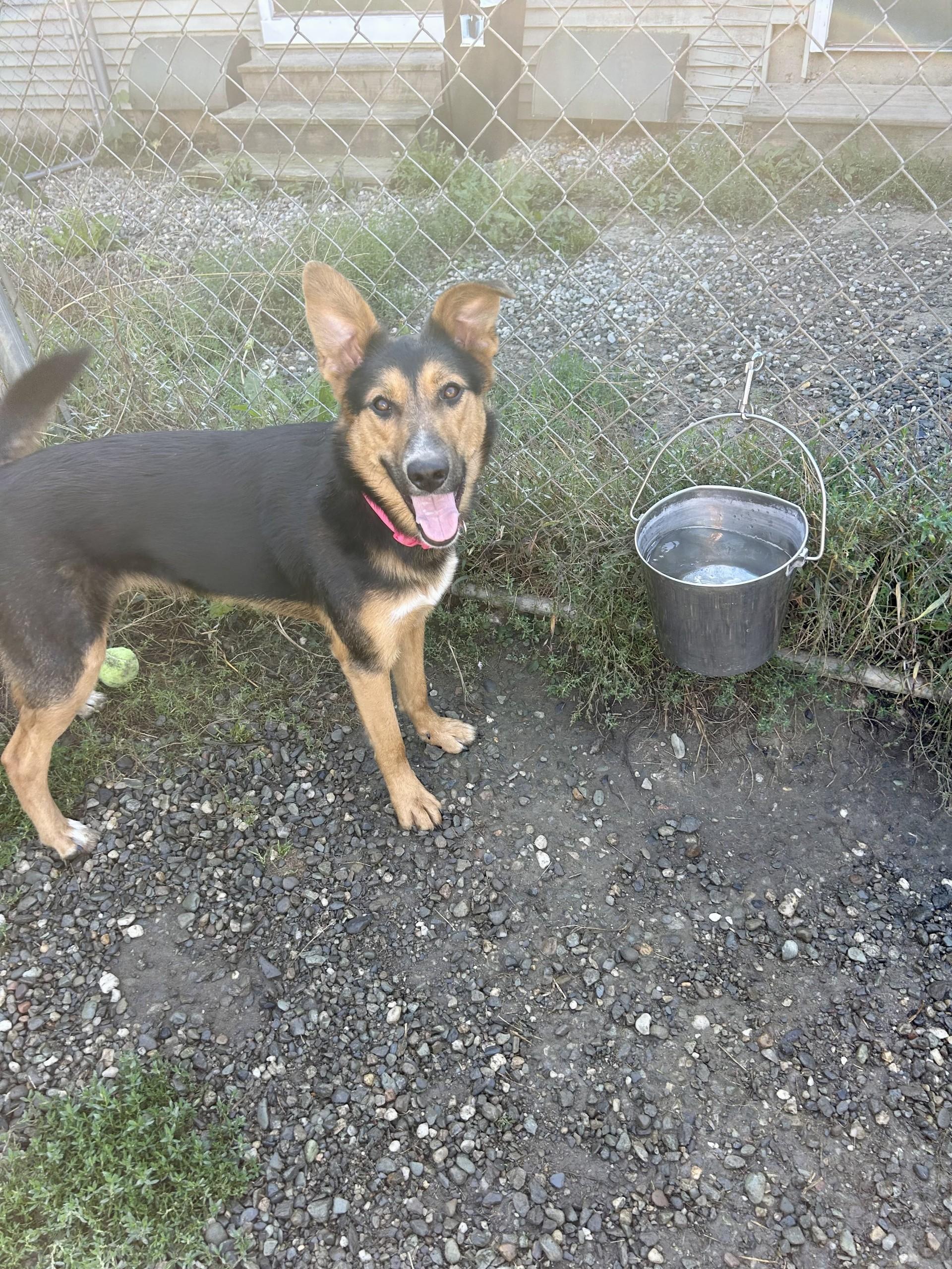 Mylie, a Adoptable mixed breed in Orleans, VT image 2/3