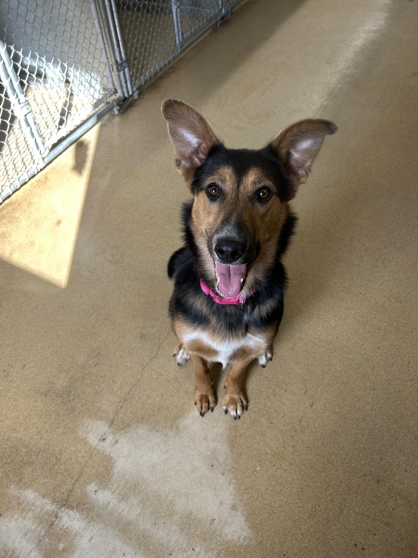 Mylie, a Adoptable mixed breed in Orleans, VT image 3/3