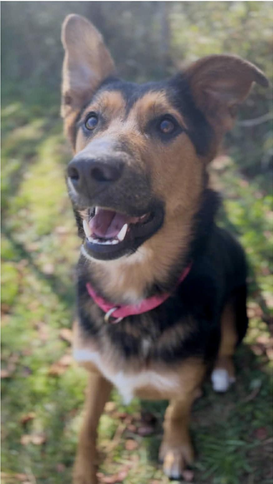 Mylie, a Adoptable mixed breed in Orleans, VT image 1/3