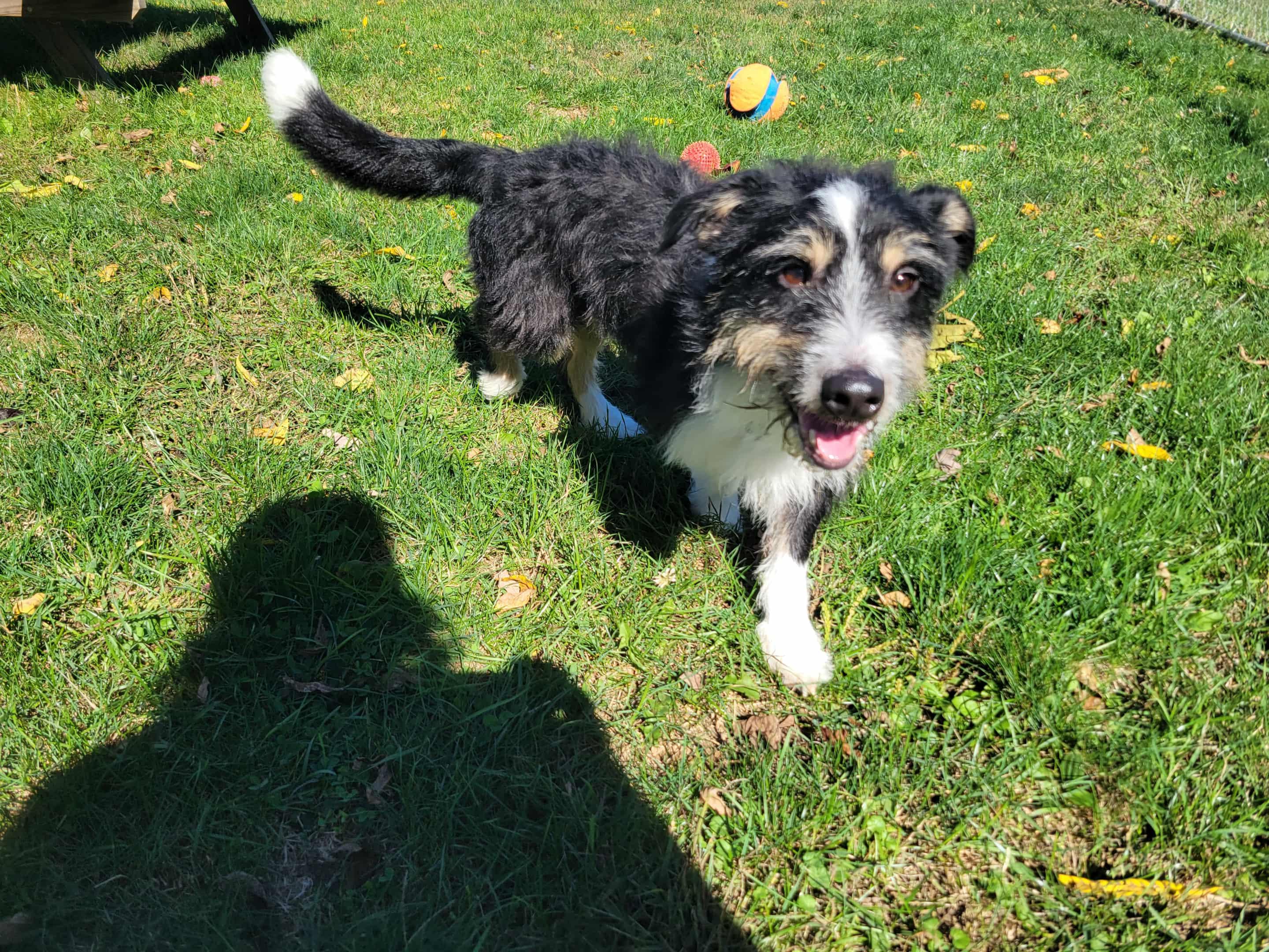 Mr. Scruff thumbnail 2