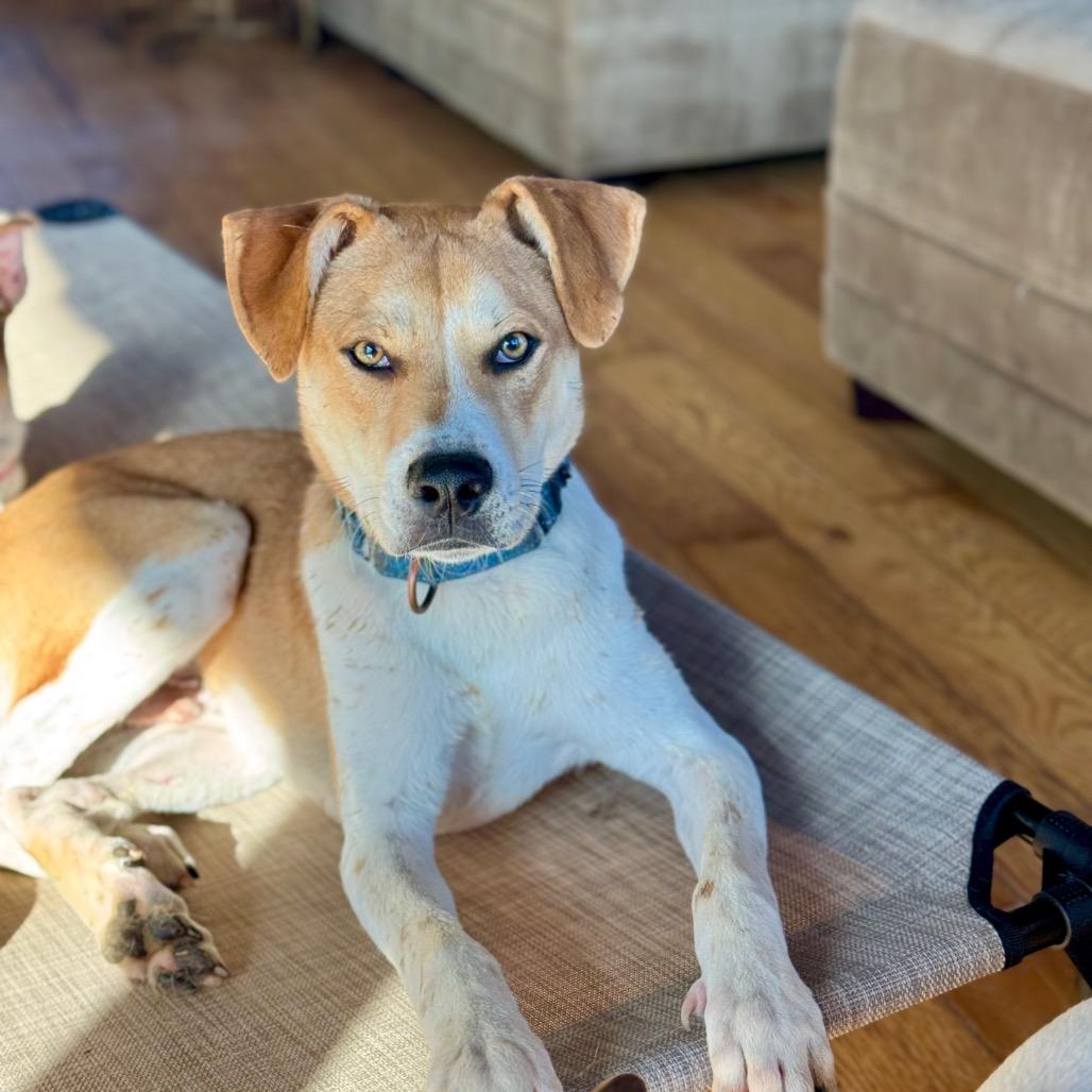 Enlarge Cedar, a Adoptable Mixed Breed in Huntsville, AL image 1/6
