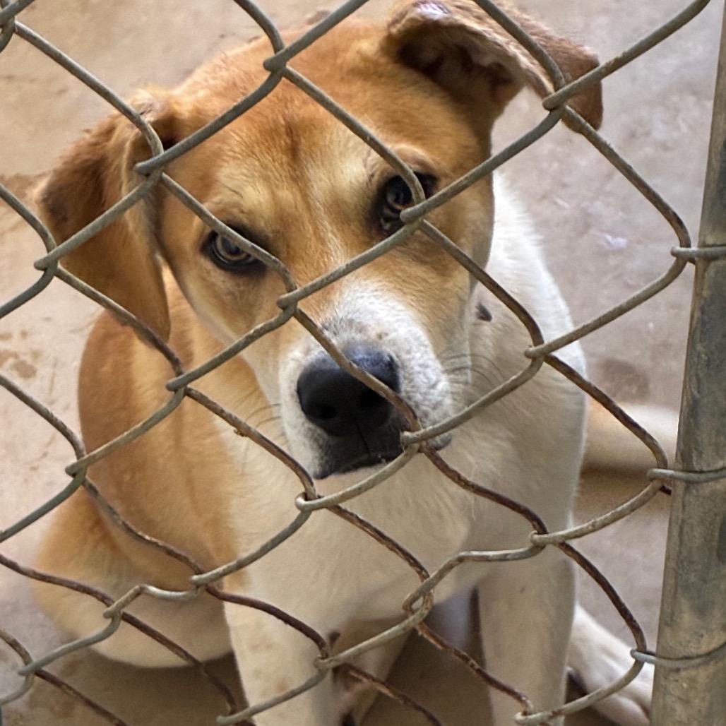 Enlarge Cedar, a Adoptable Mixed Breed in Huntsville, AL image 2/6