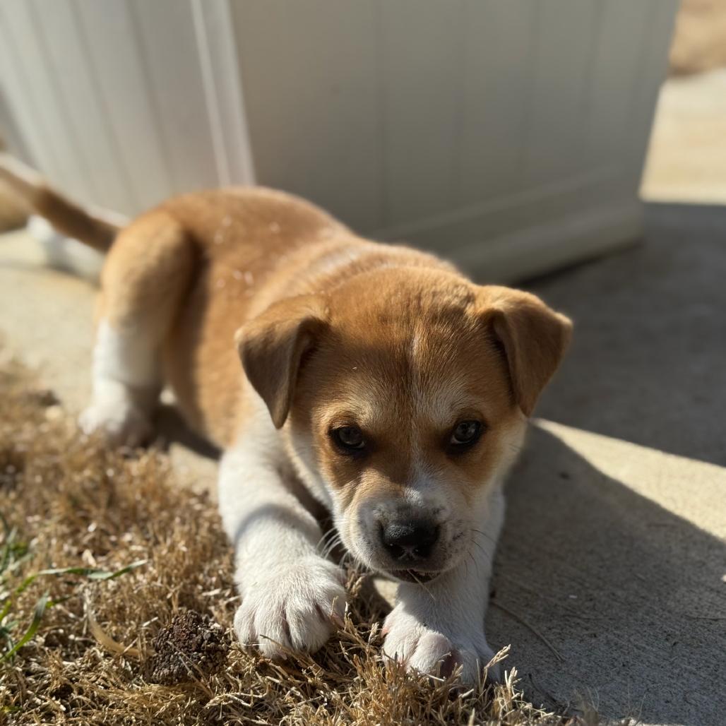 Enlarge Cedar, a Adoptable Mixed Breed in Huntsville, AL image 3/6