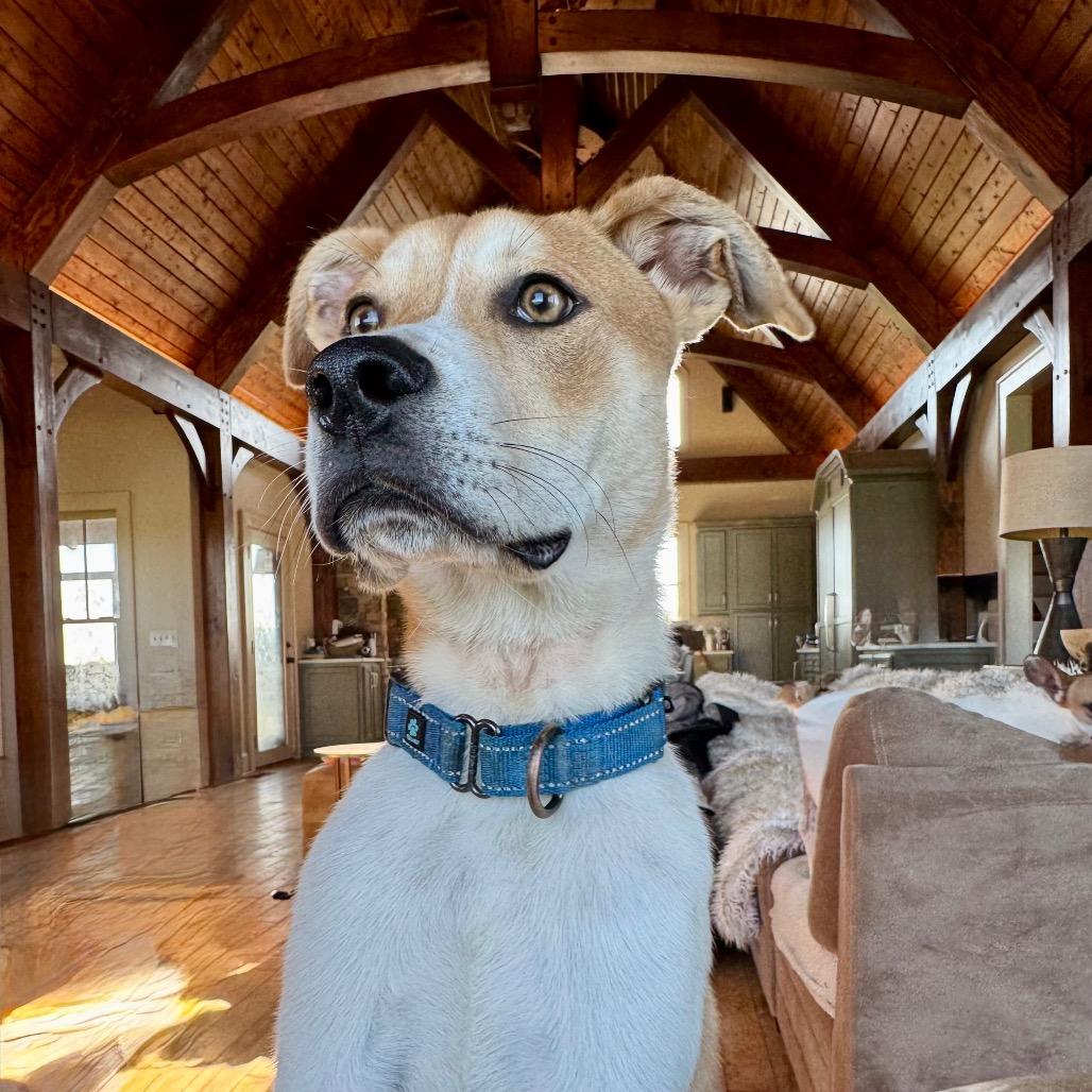 Enlarge Cedar, a Adoptable Mixed Breed in Huntsville, AL image 4/6