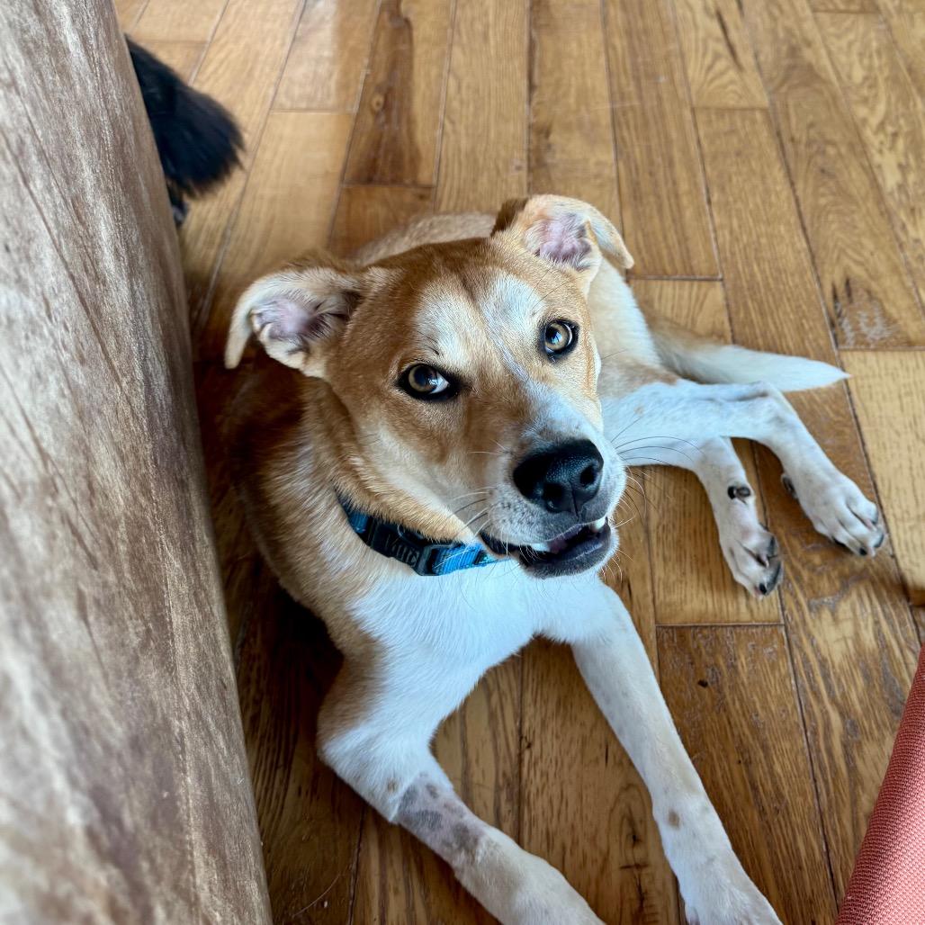Enlarge Cedar, a Adoptable Mixed Breed in Huntsville, AL image 5/6