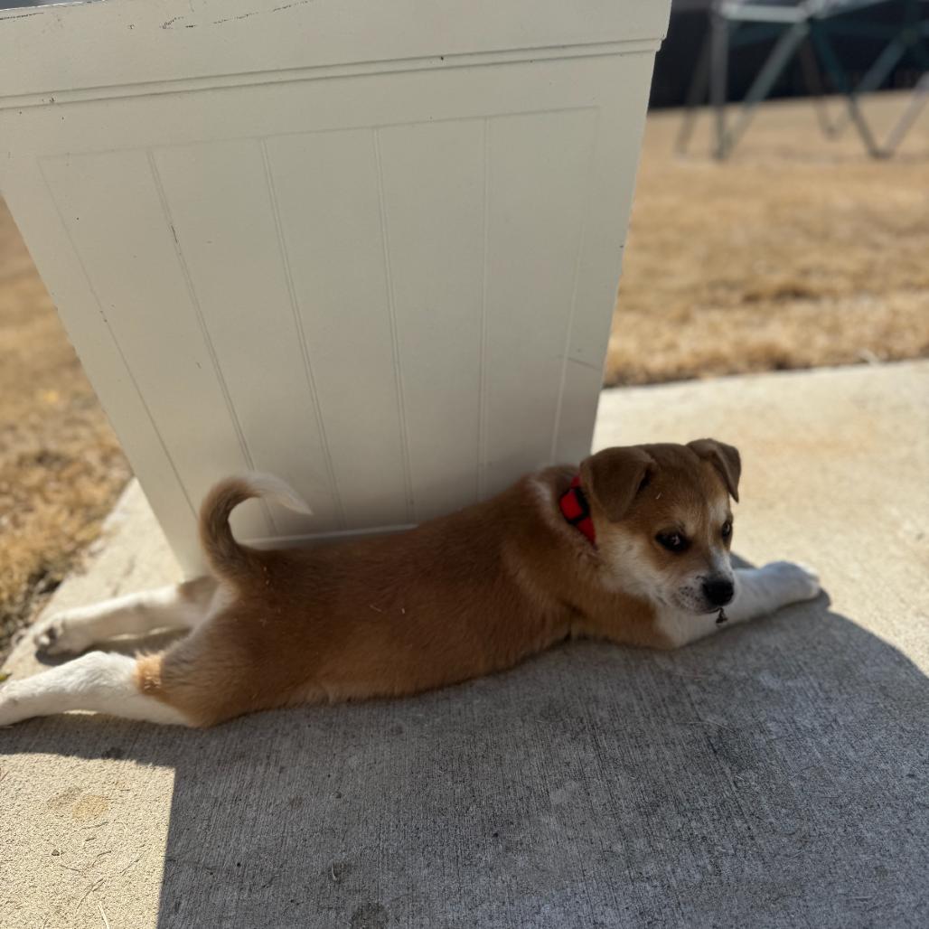 Enlarge Cedar, a Adoptable Mixed Breed in Huntsville, AL image 6/6