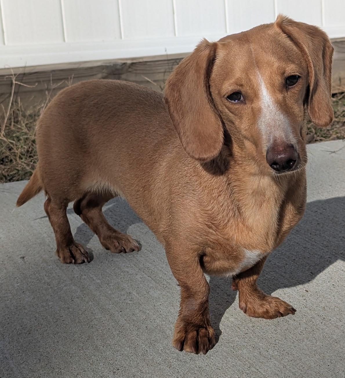 Enlarge Caramela aka Cara in WI, a ADOPTABLE Dachshund in Marinette, WI image 4/5