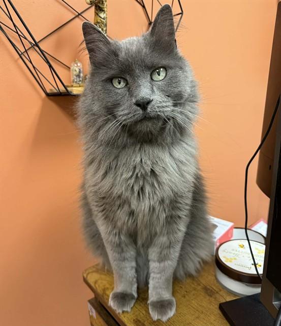 Enlarge KIKI, a Adoptable Domestic Long Hair in Colorado Springs, CO image 1/1