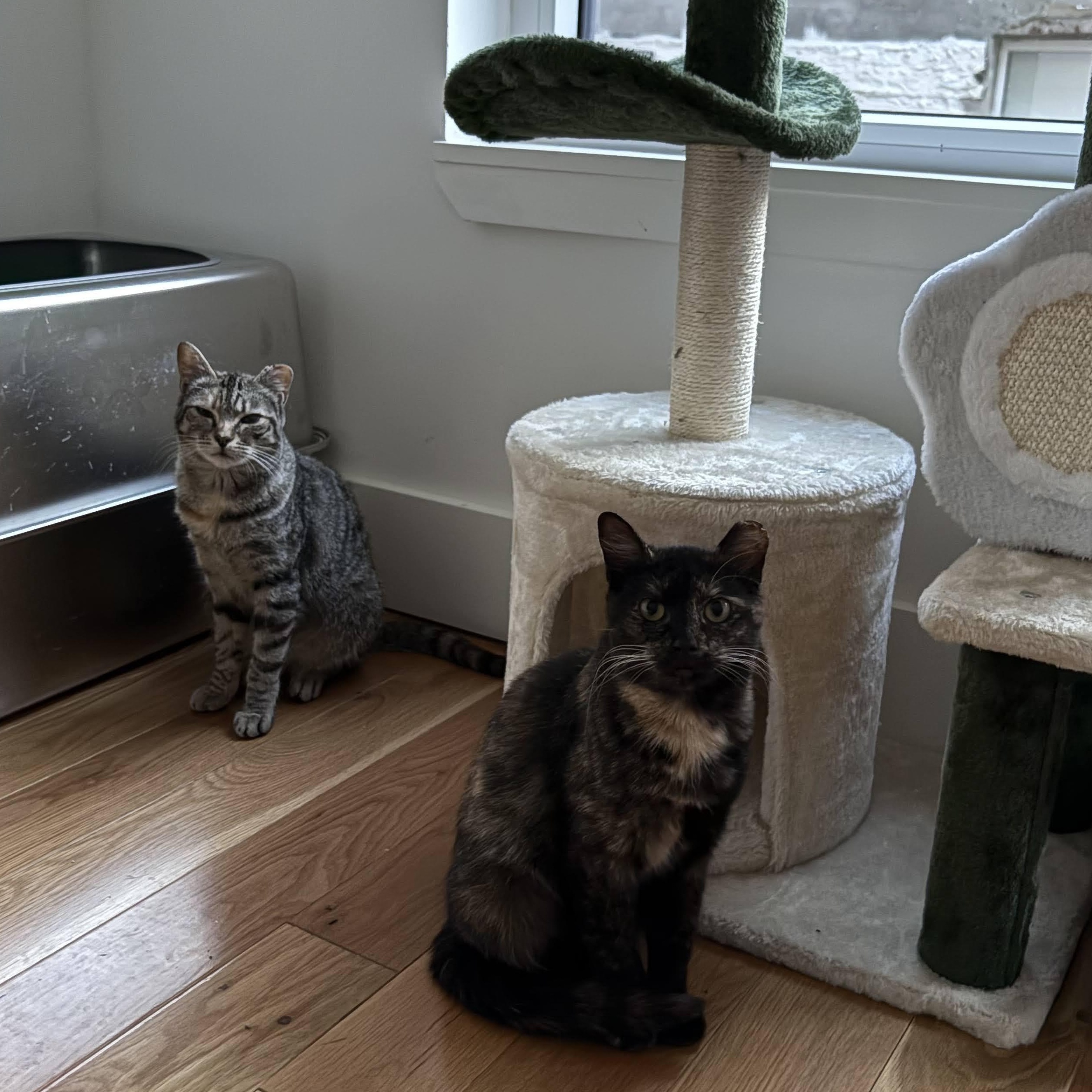 Enlarge Dirty Martini & Steak Frites, a Adoptable Domestic Short Hair in brooklyn, NY image 2/6