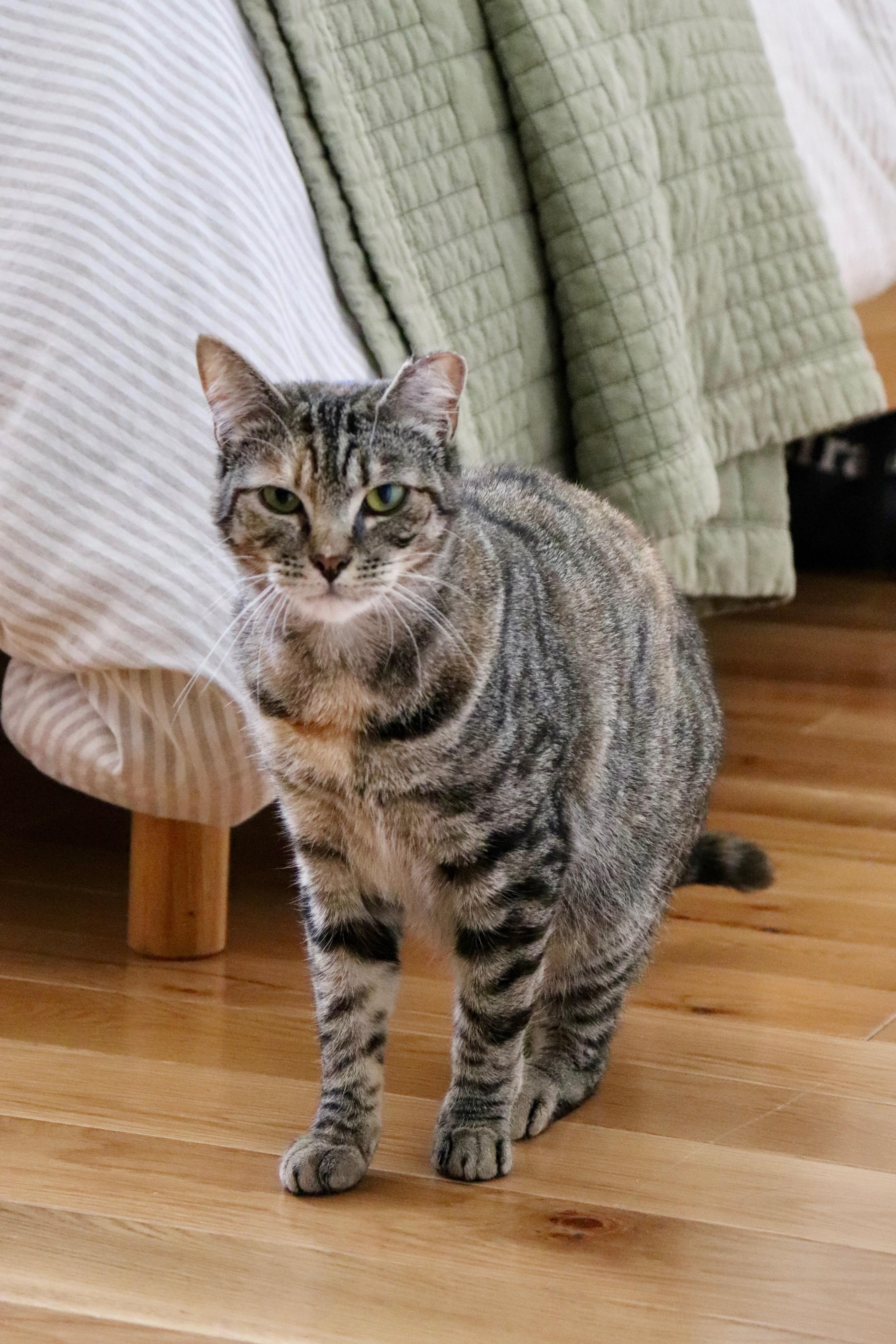 Enlarge Dirty Martini & Steak Frites, a Adoptable Domestic Short Hair in brooklyn, NY image 3/6