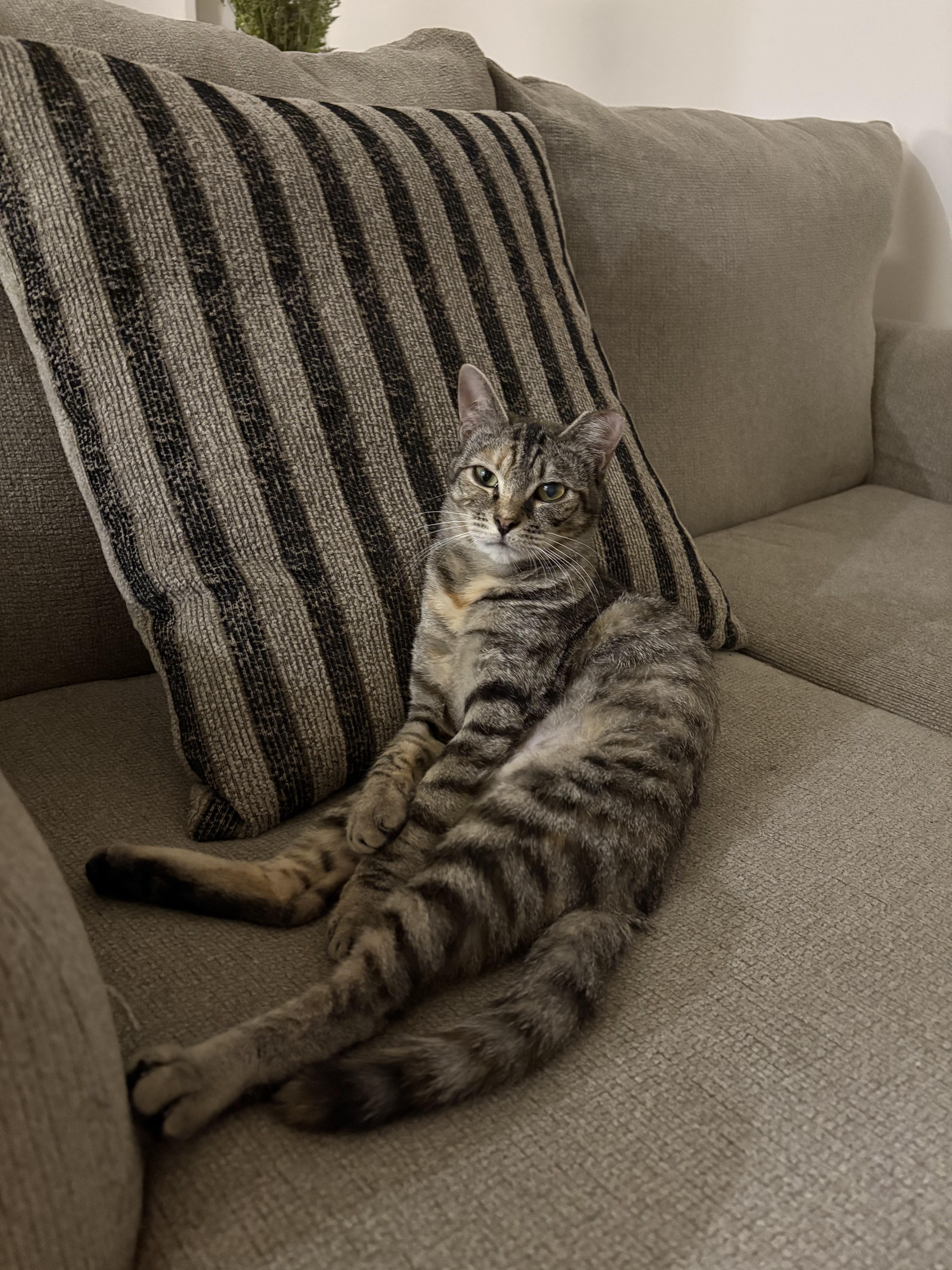 Enlarge Dirty Martini & Steak Frites, a Adoptable Domestic Short Hair in brooklyn, NY image 4/6