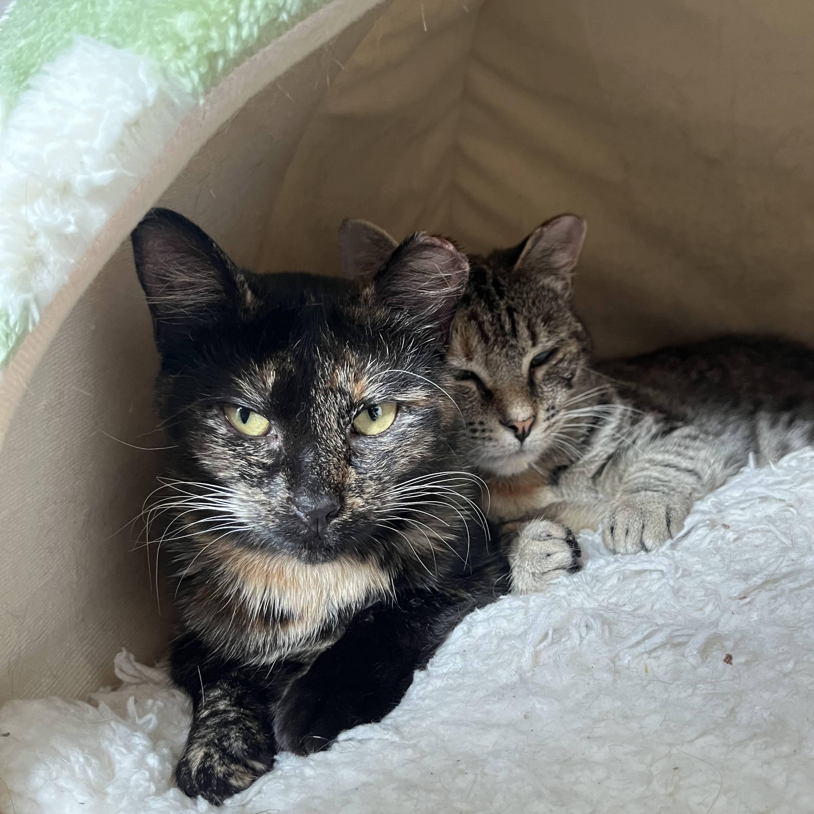 Dirty Martini & Steak Frites, Adoptable, Young Female Domestic Short Hair.