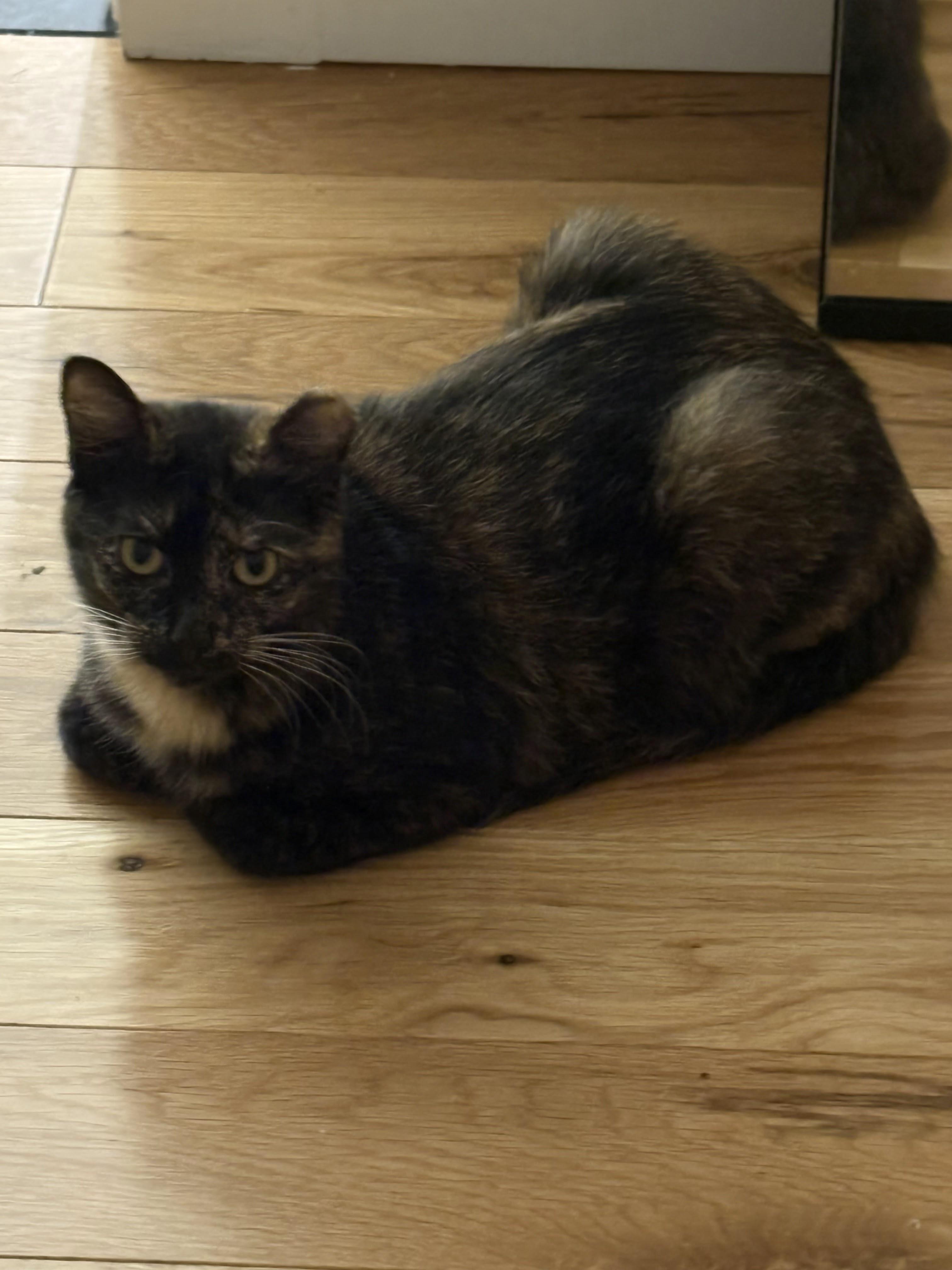 Enlarge Dirty Martini & Steak Frites, a Adoptable Domestic Short Hair in brooklyn, NY image 5/6