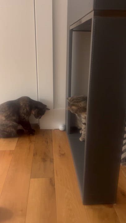 Enlarge Dirty Martini & Steak Frites, a Adoptable Domestic Short Hair in brooklyn, NY video 3/6