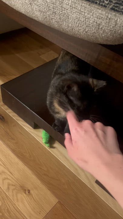 Enlarge Dirty Martini & Steak Frites, a Adoptable Domestic Short Hair in brooklyn, NY video 6/6