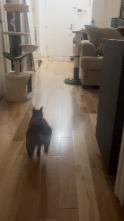 Enlarge Dirty Martini & Steak Frites, a Adoptable Domestic Short Hair in brooklyn, NY video 5/6