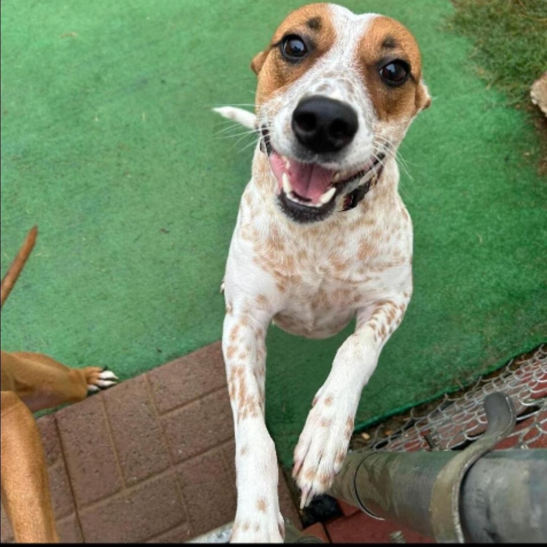 Enlarge Princess, a Adoptable Australian Cattle Dog / Blue Heeler in Maryville, TN image 1/1