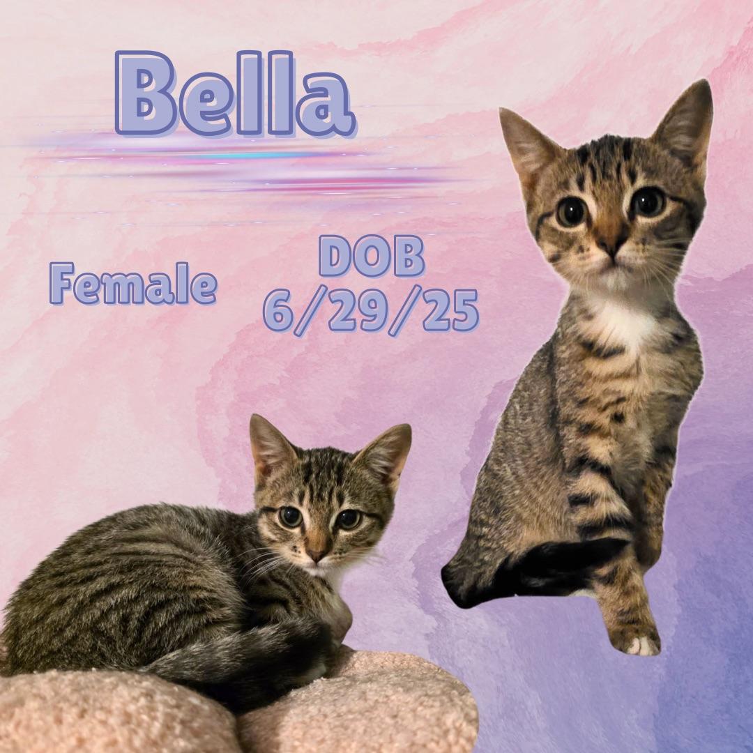 Enlarge Bella, a Adoptable mixed breed in Brule, NE image 1/1