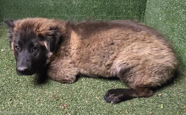 ANISE, Adoptable, Young Female Newfoundland Dog & Belgian Shepherd / Malinois.