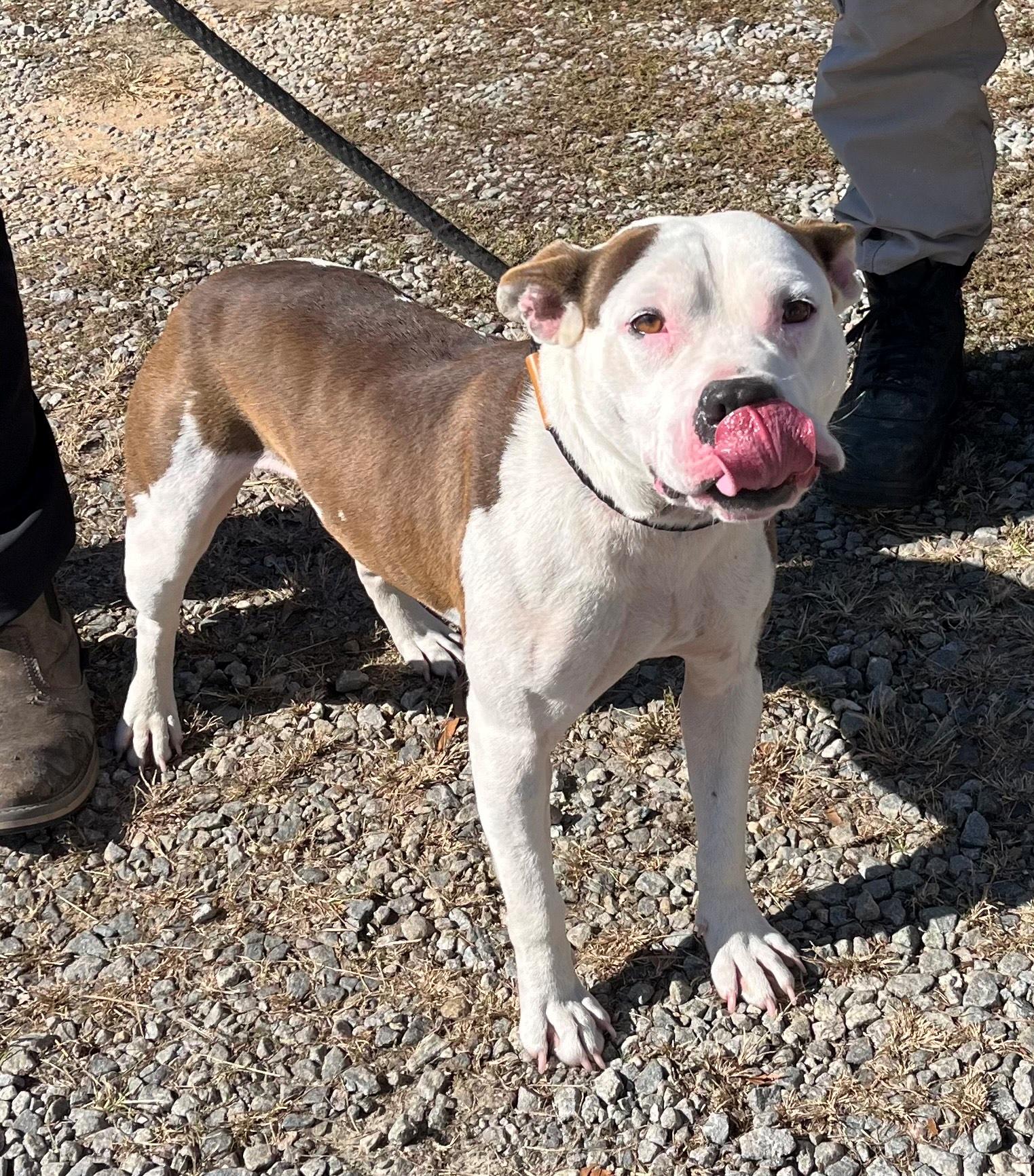 Peanut 2 years old 42 perfect pounds