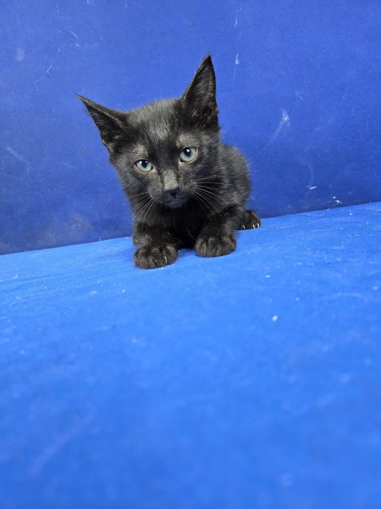 Fandango, Adoptable, Young Male American Shorthair.