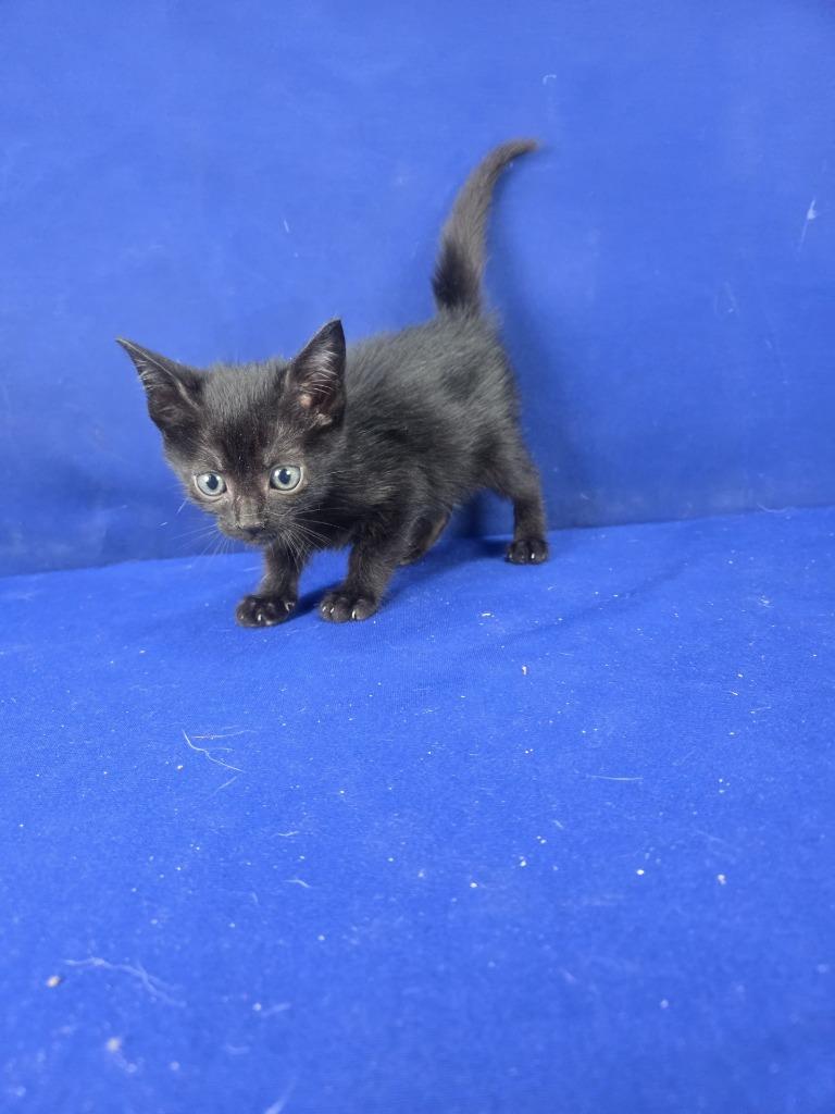 Fandango, Adoptable, Young Male American Shorthair.