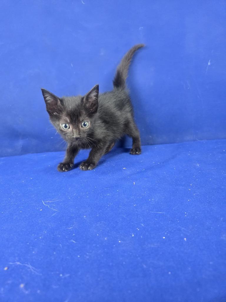 Enlarge Fandango, a Adoptable American Shorthair in Ruston, LA image 3/3