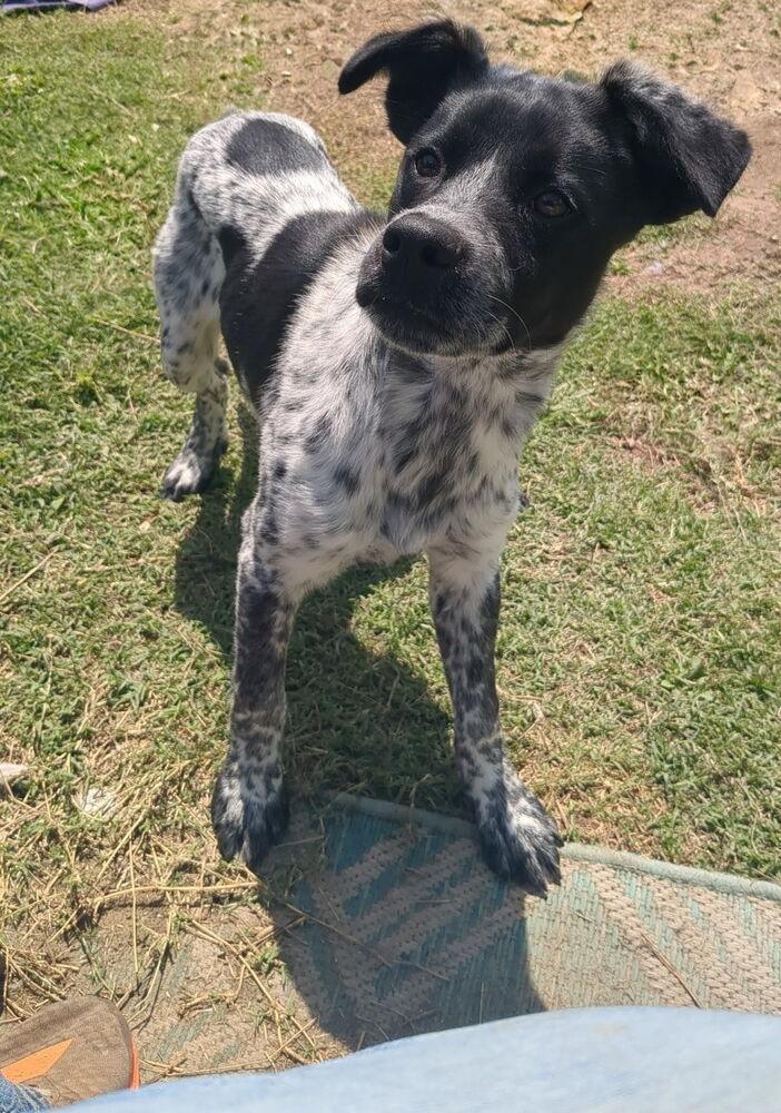 Maxine, Adoptable, Puppy Female Australian Cattle Dog / Blue Heeler.