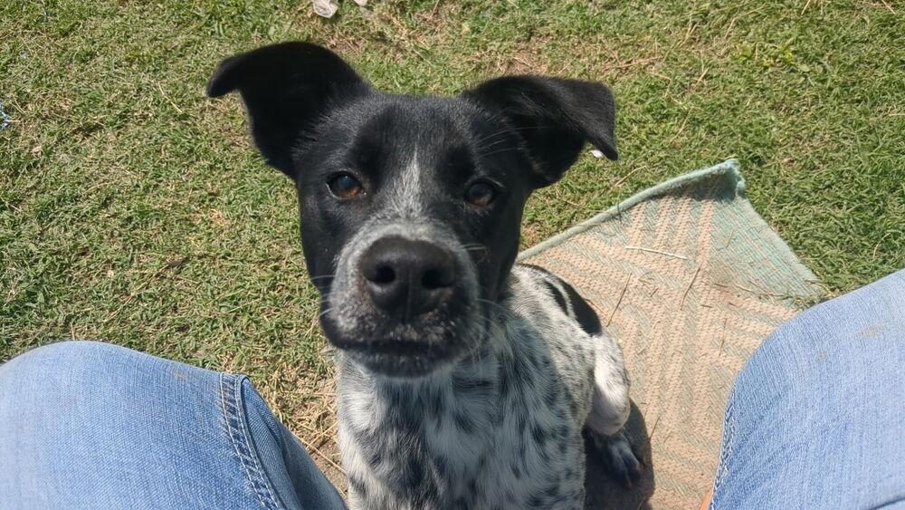 Maxine, a Adoptable mixed breed in Boston, MA image 2/3