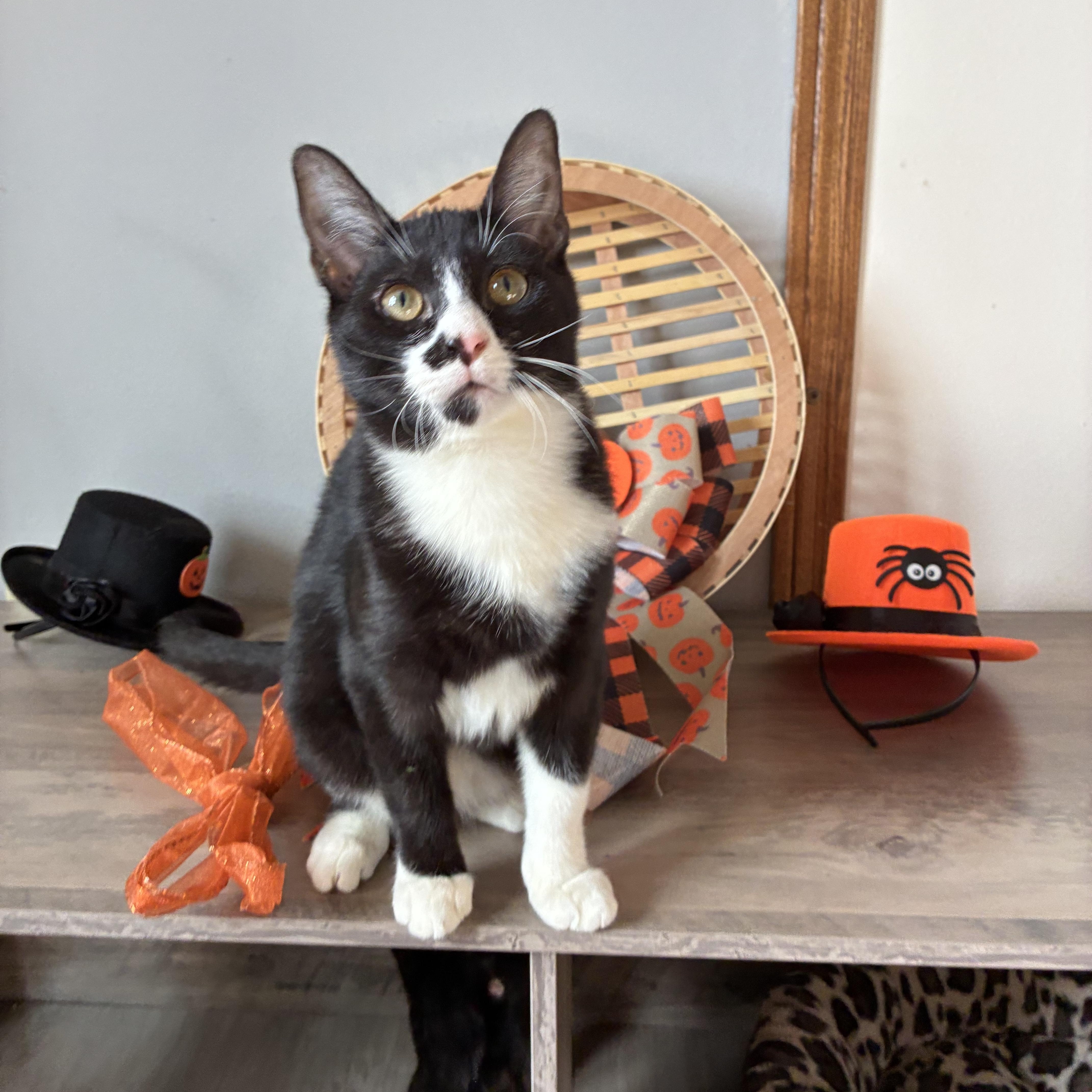 Nedi, a Adoptable Tuxedo in Hatley, WI image 1/4