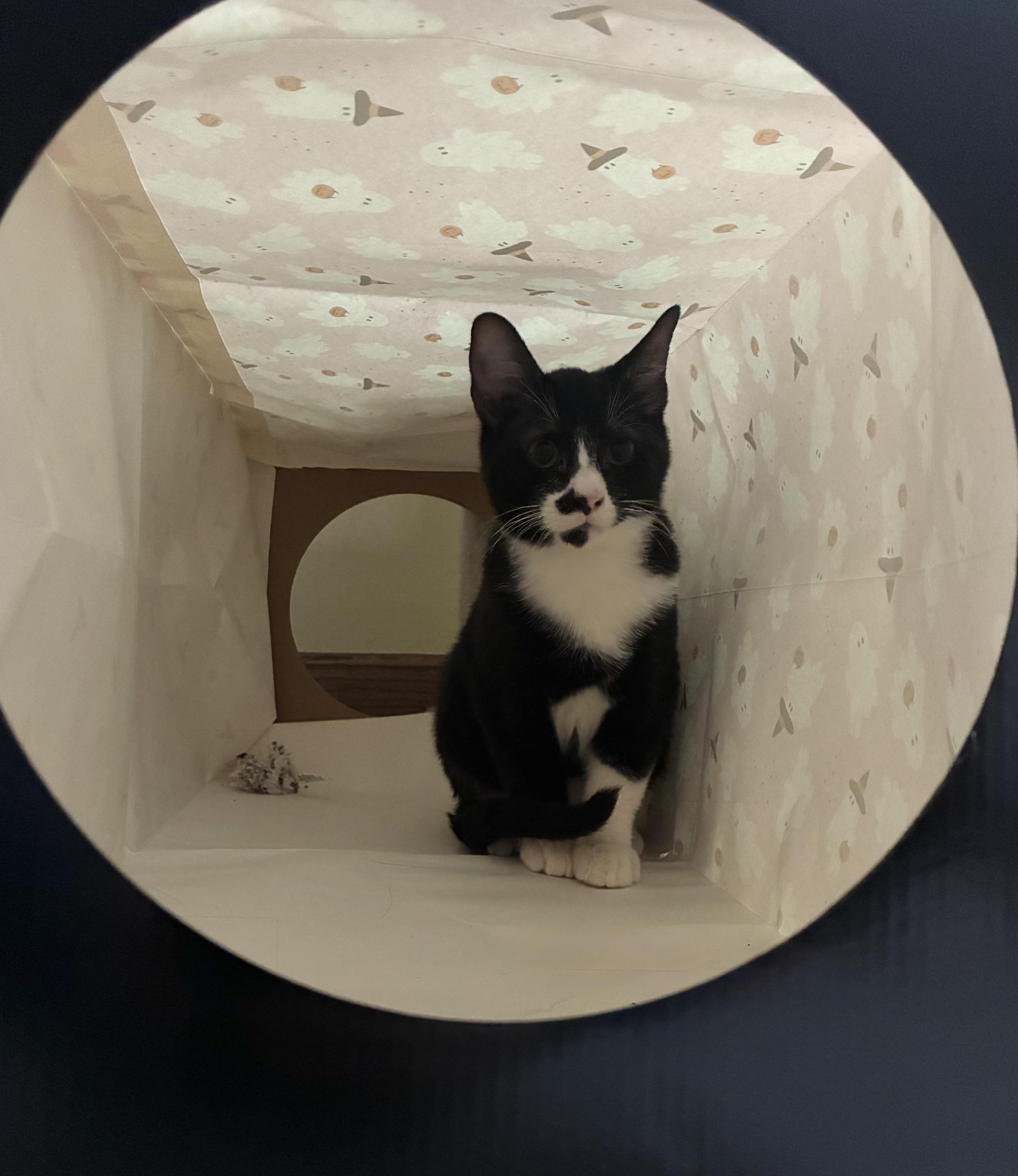 Nedi, Adoptable, Young Male Tuxedo.