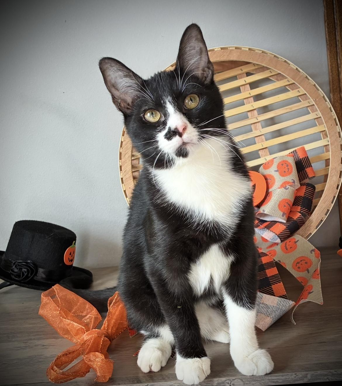 Nedi, a Adoptable Tuxedo in Hatley, WI image 3/4