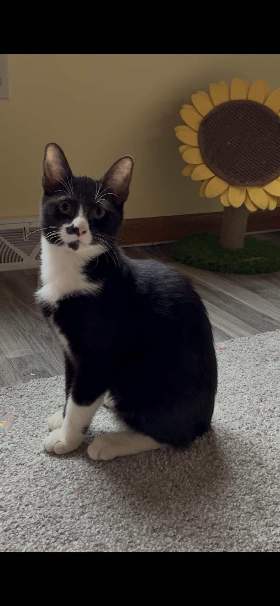 Nedi, a Adoptable Tuxedo in Hatley, WI image 4/4