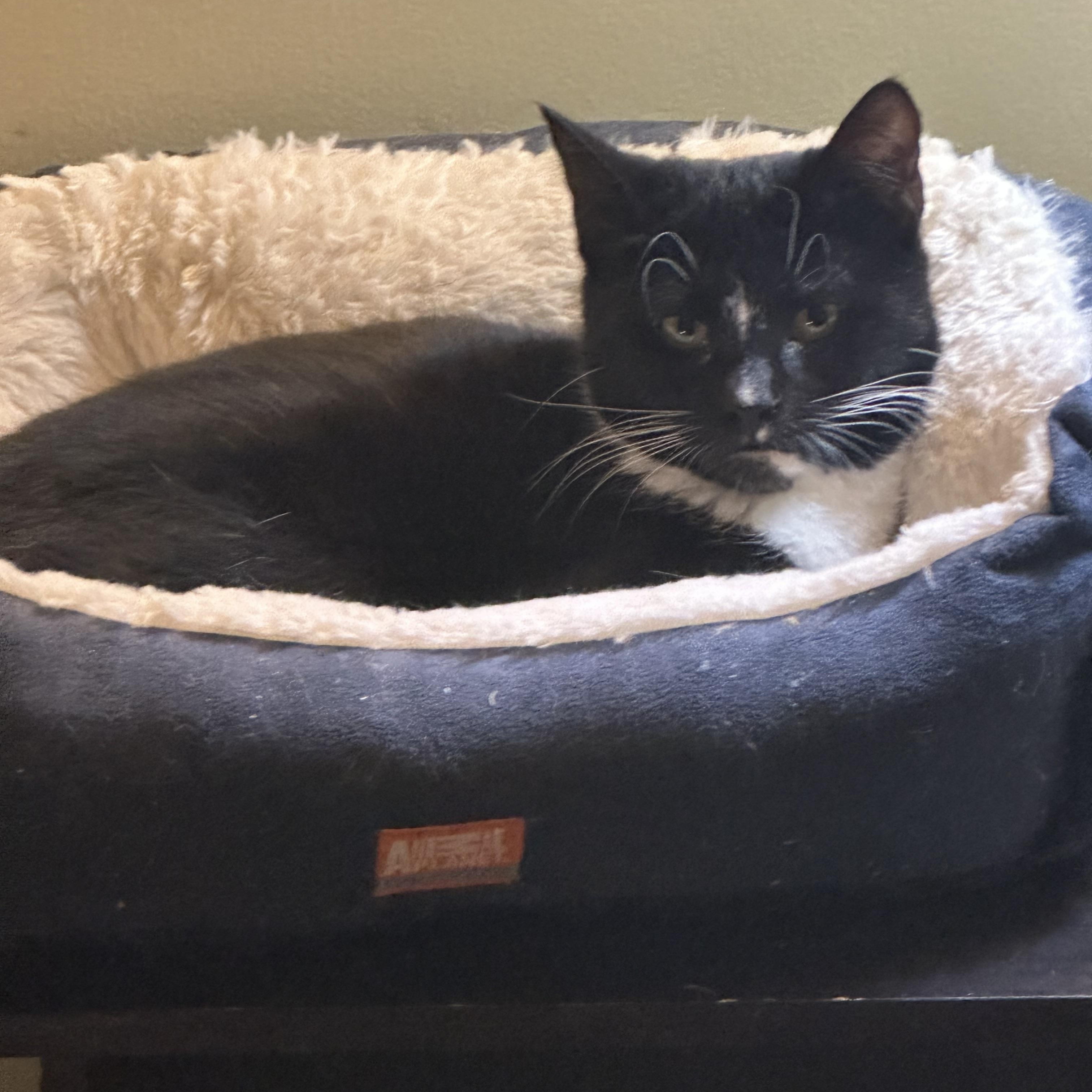 Enlarge Tito, a hold Tabby in Syracuse, NY image 5/6