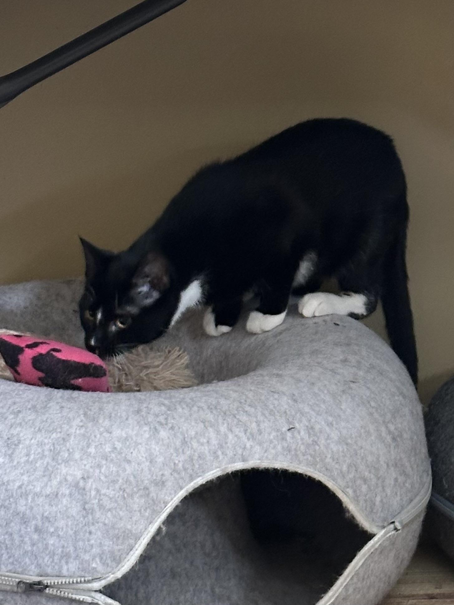 Enlarge Tito, a hold Tabby in Syracuse, NY image 6/6