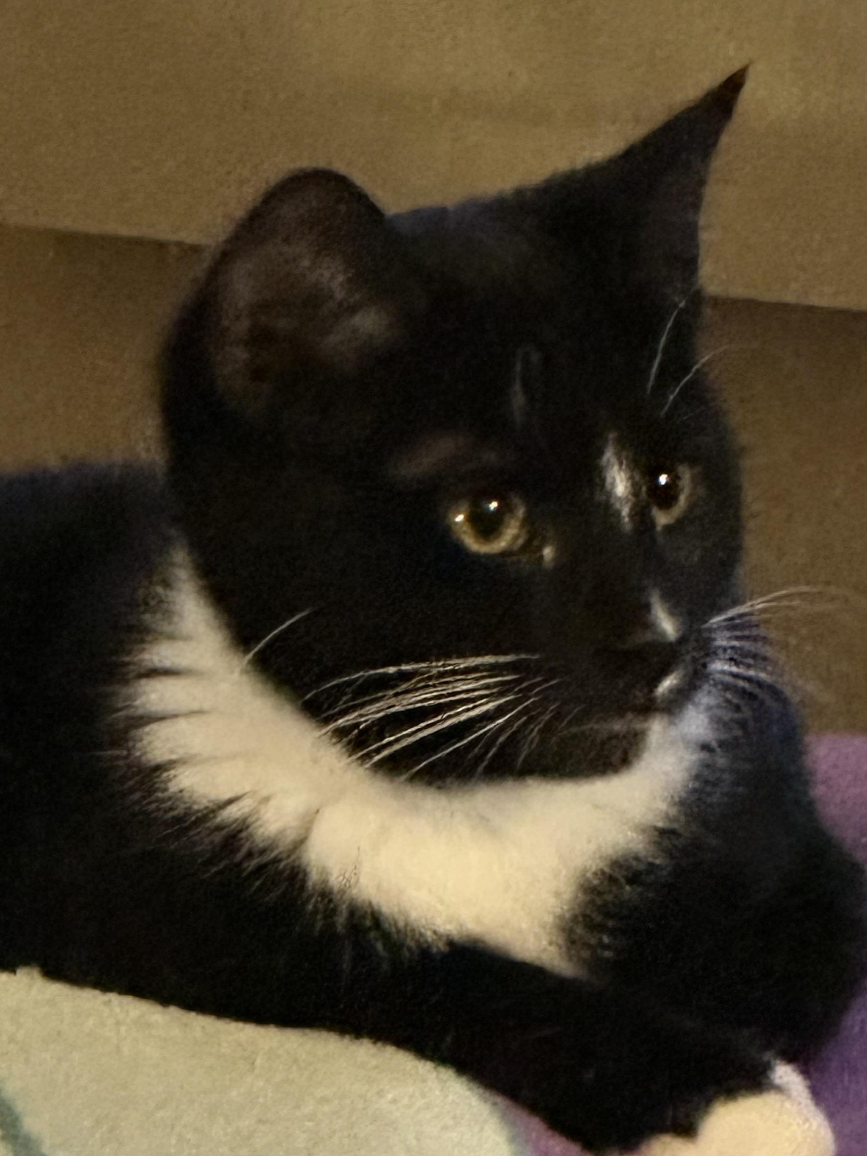 Enlarge Tito, a hold Tabby in Syracuse, NY image 2/6