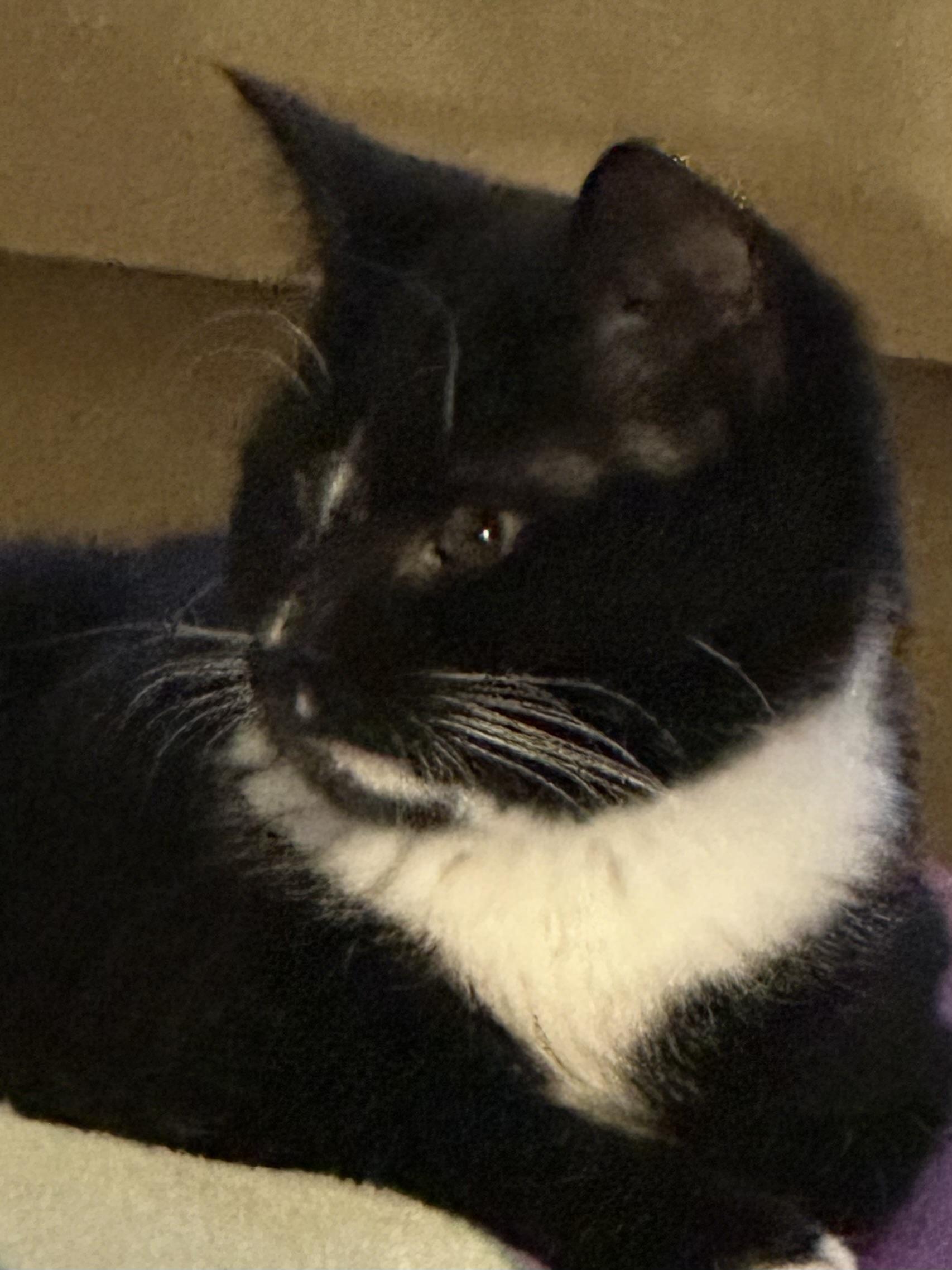 Enlarge Tito, a hold Tabby in Syracuse, NY image 3/6