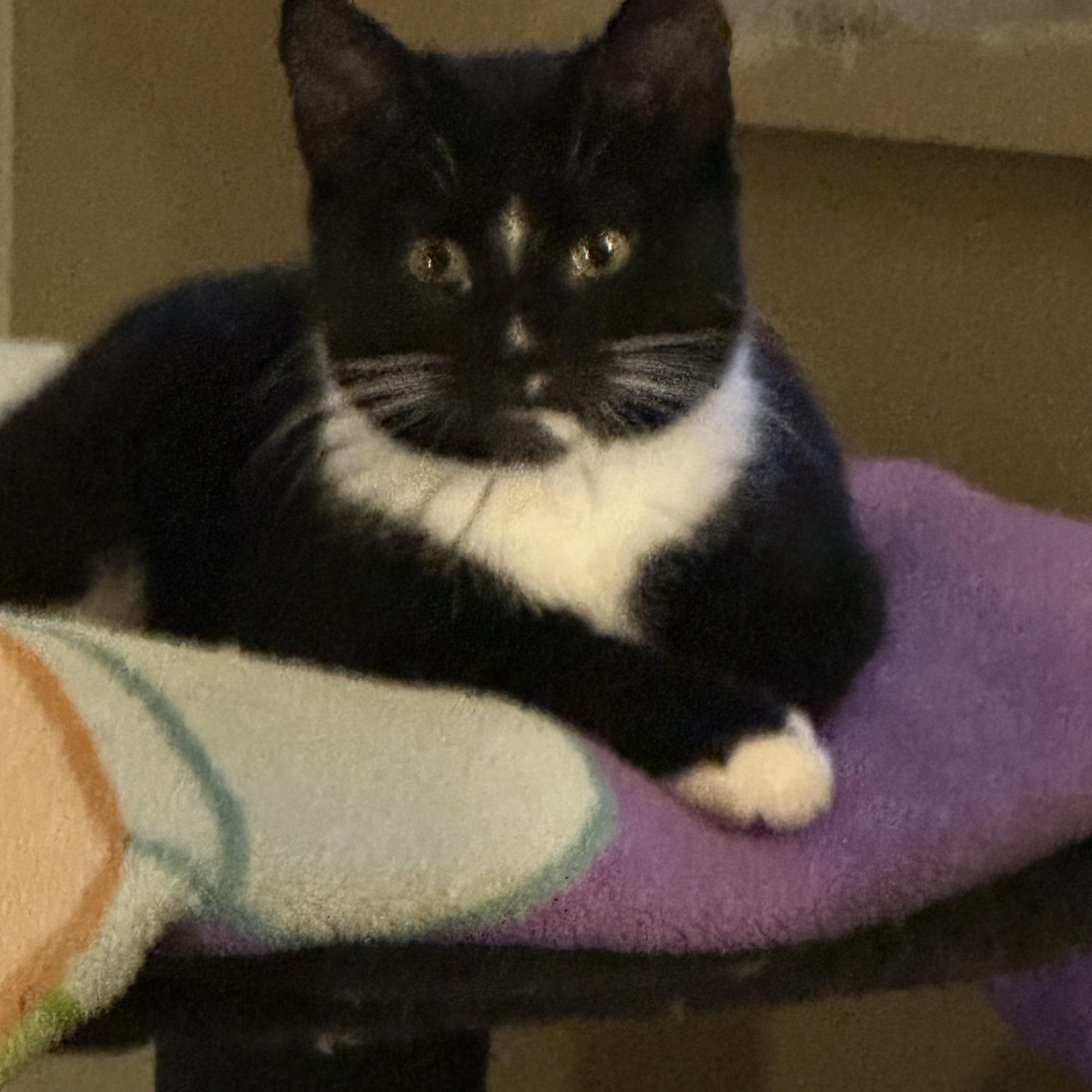 Enlarge Tito, a hold Tabby in Syracuse, NY image 1/6