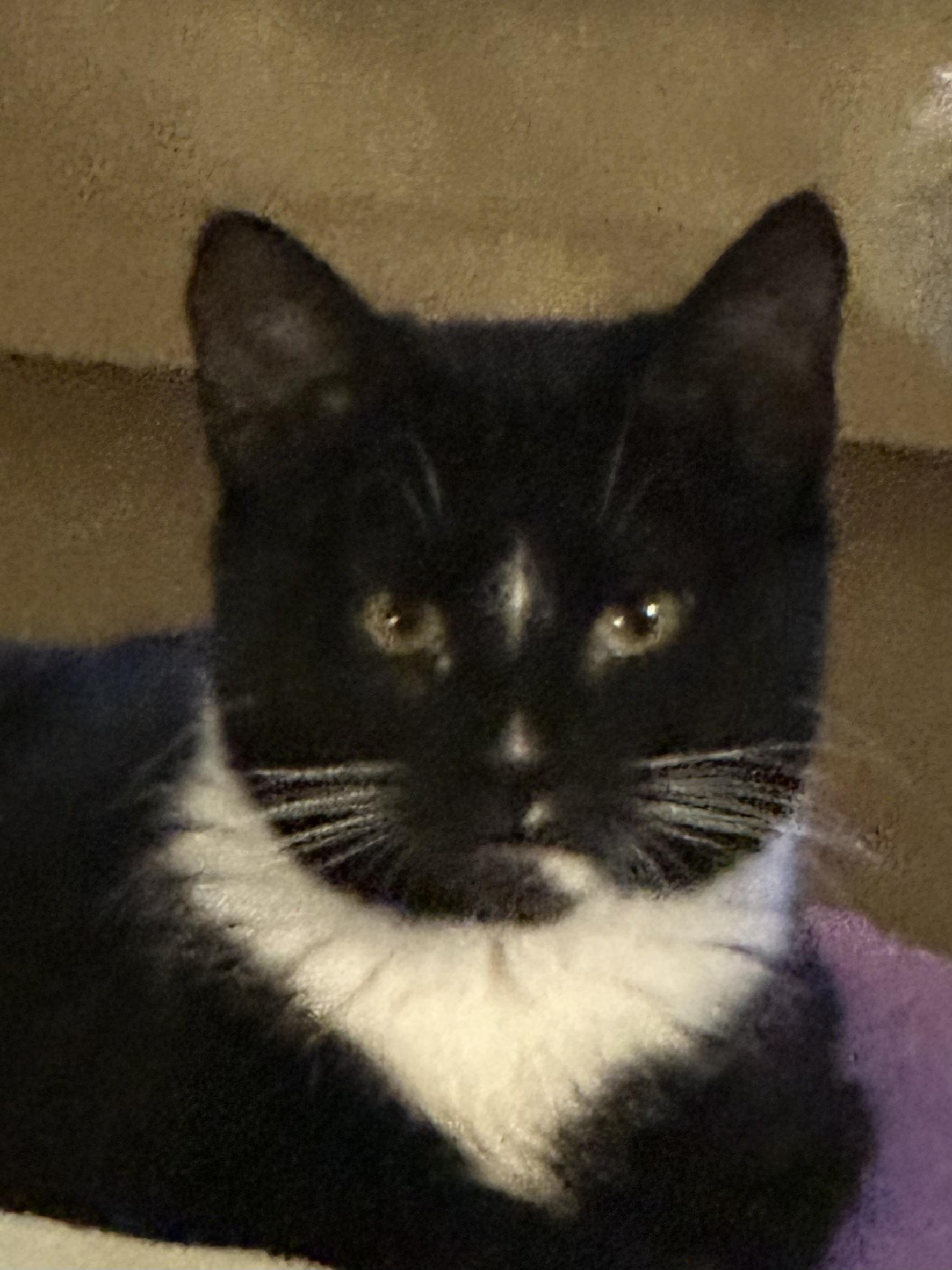 Enlarge Tito, a hold Tabby in Syracuse, NY image 4/6