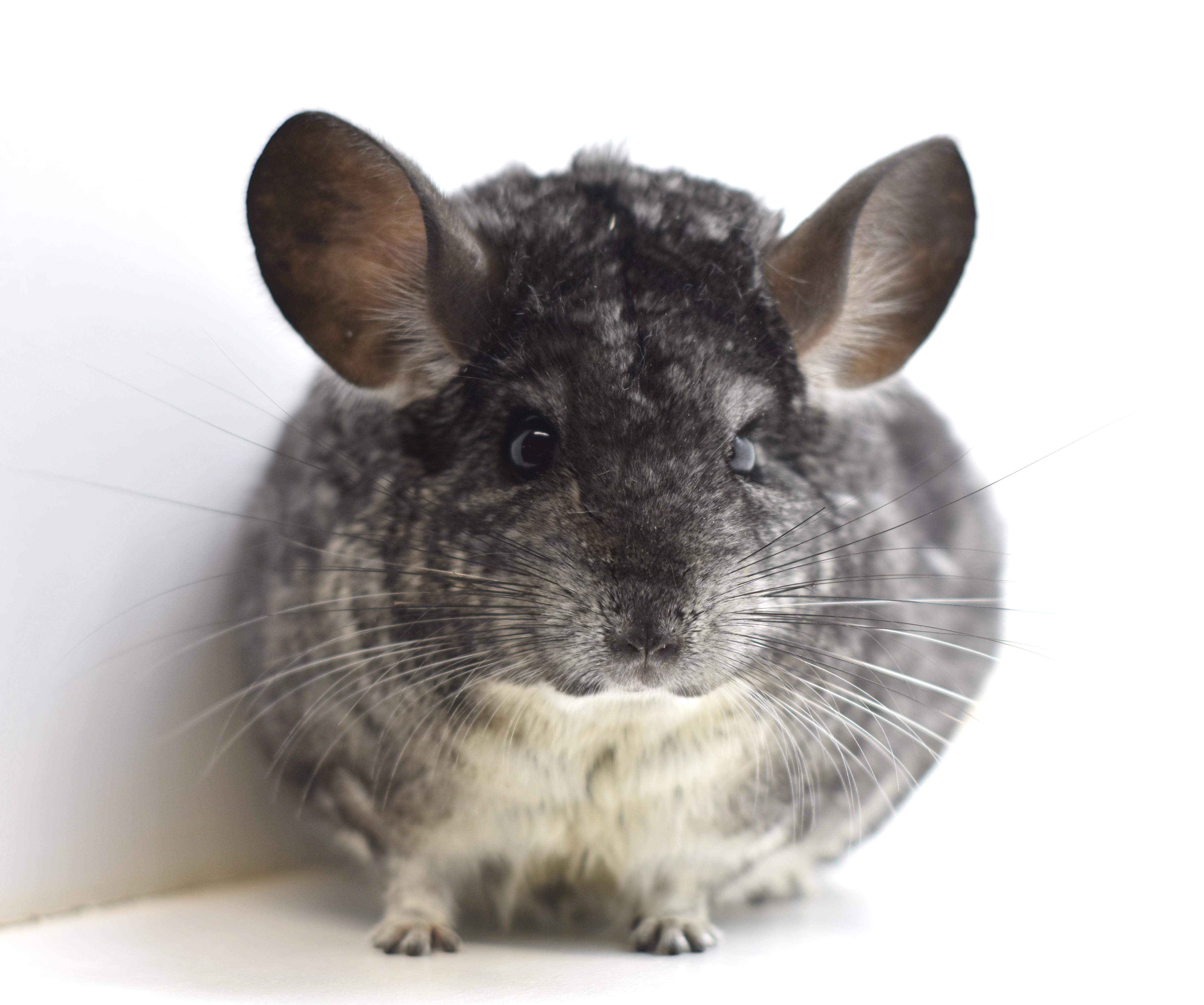 Shadow, Adoptable, Adult Male Chinchilla.