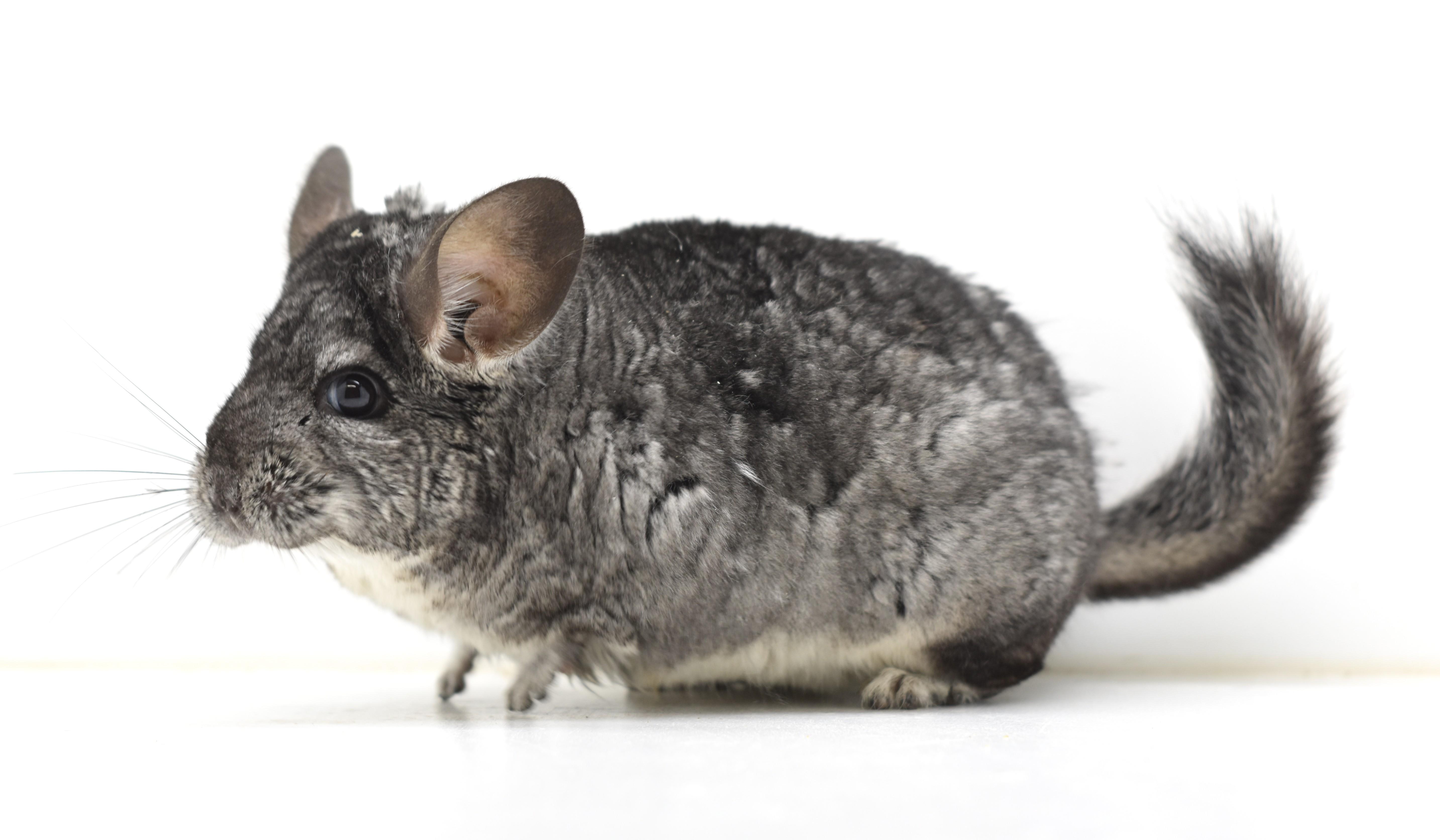 Shadow, a Adoptable Chinchilla in Wolcott, IN image 3/4