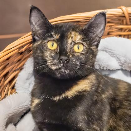 Sam, a Adoptable Domestic Short Hair in Camano Island, WA image 1/4